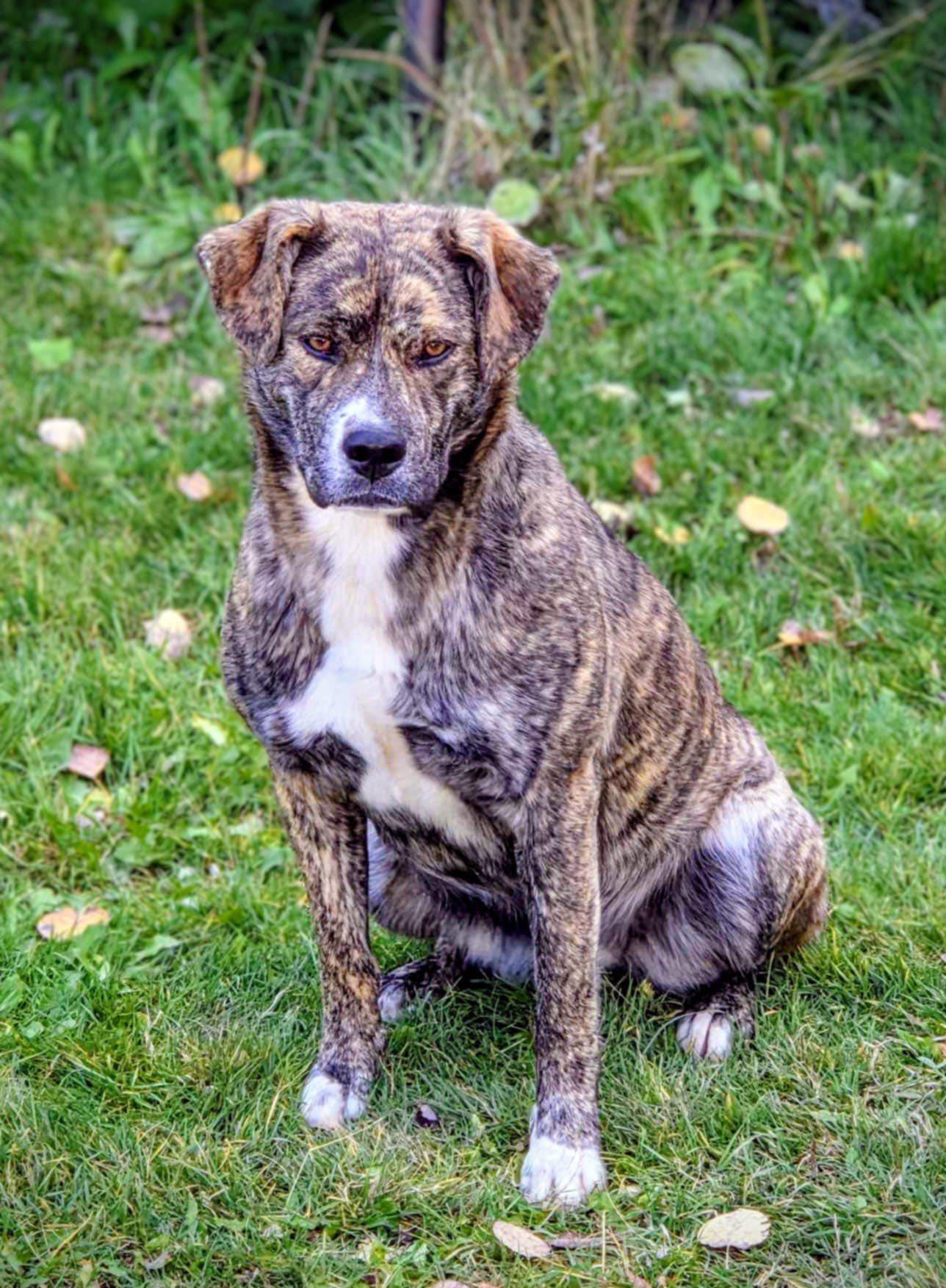 Pahpisi (20251029-01)