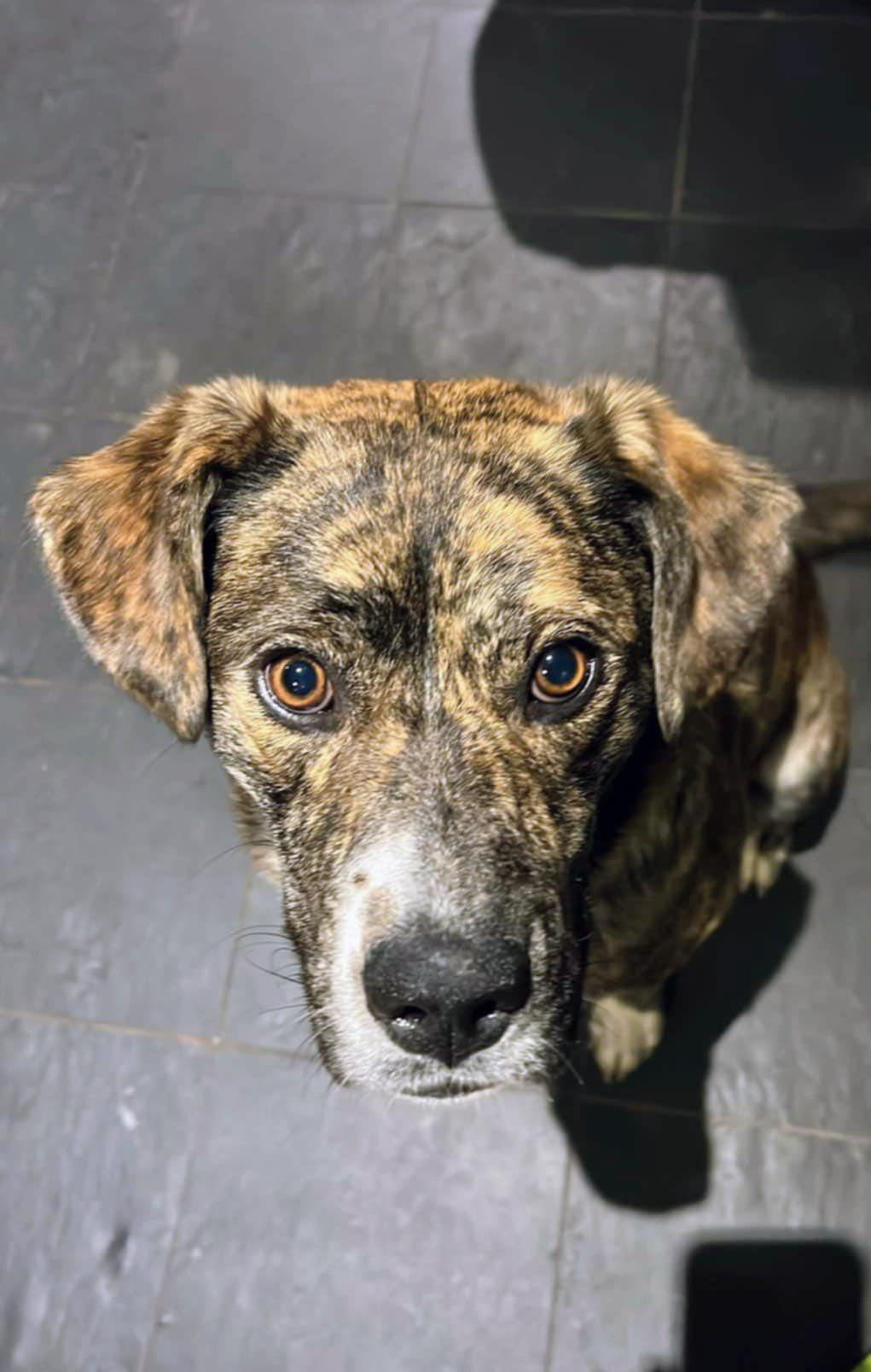 Pahpisi (20251029-01)