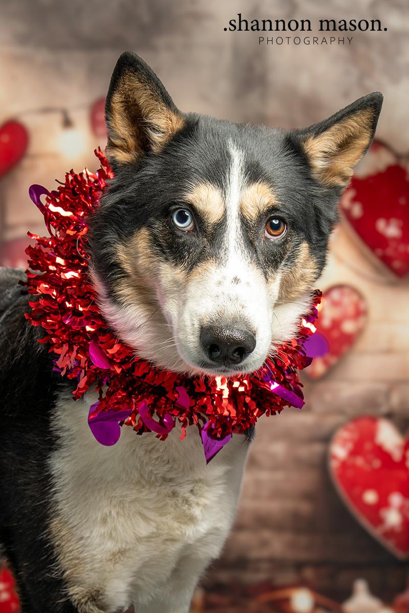 Chase, a Adoptable mixed breed in Las Vegas, NV image 2/5