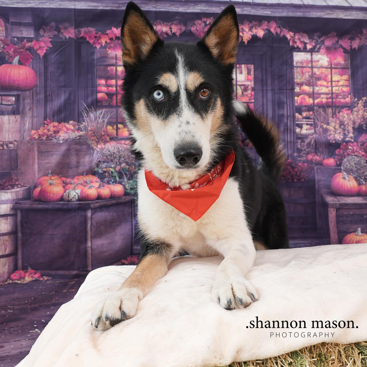 Chase, Adoptable, Adult Male Border Collie & Husky.