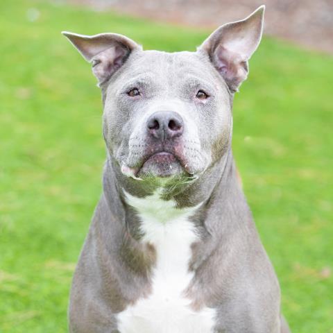 ANGEL, Adoptable, Senior Female Pit Bull Terrier.