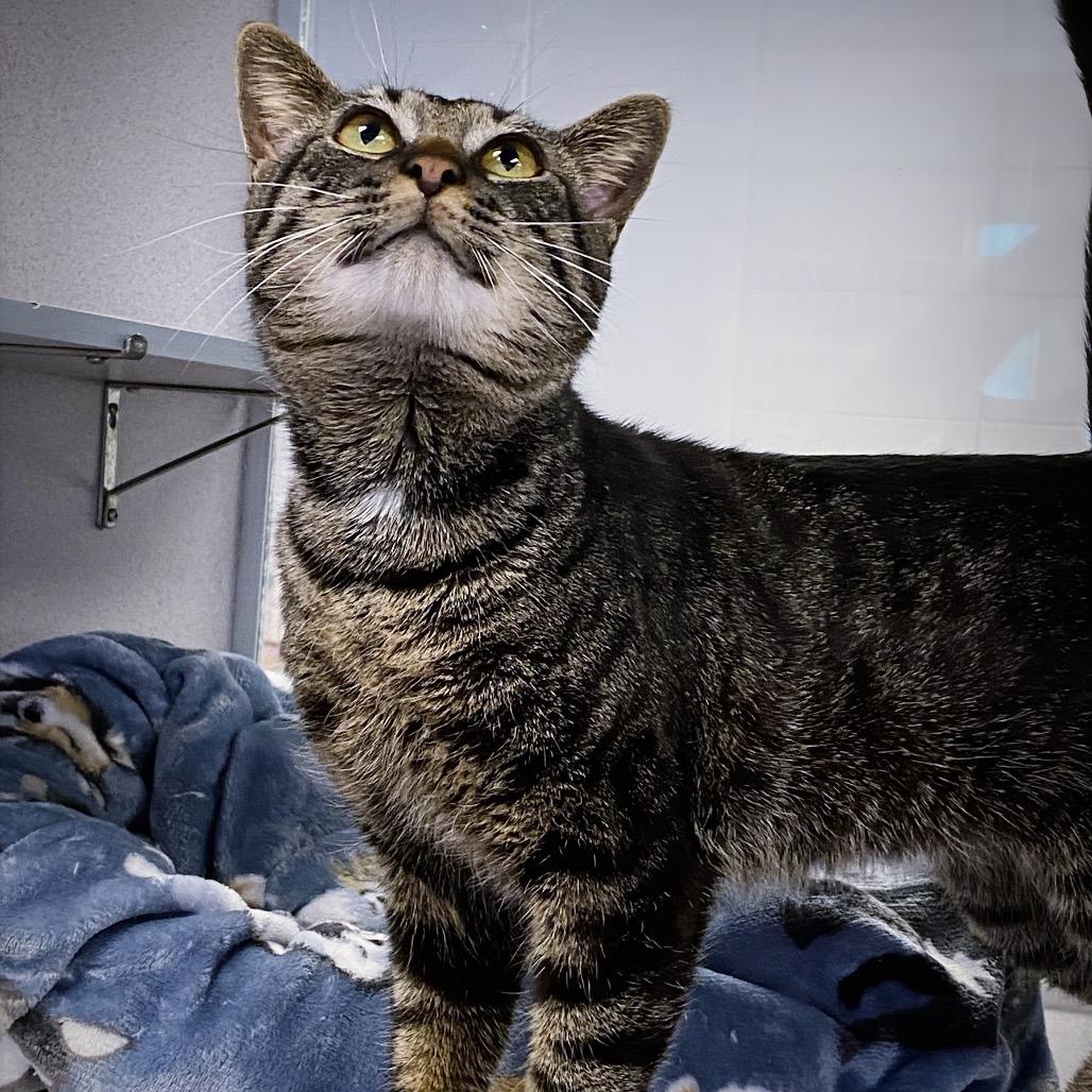 Theo, Adoptable, Adult Male Domestic Short Hair.