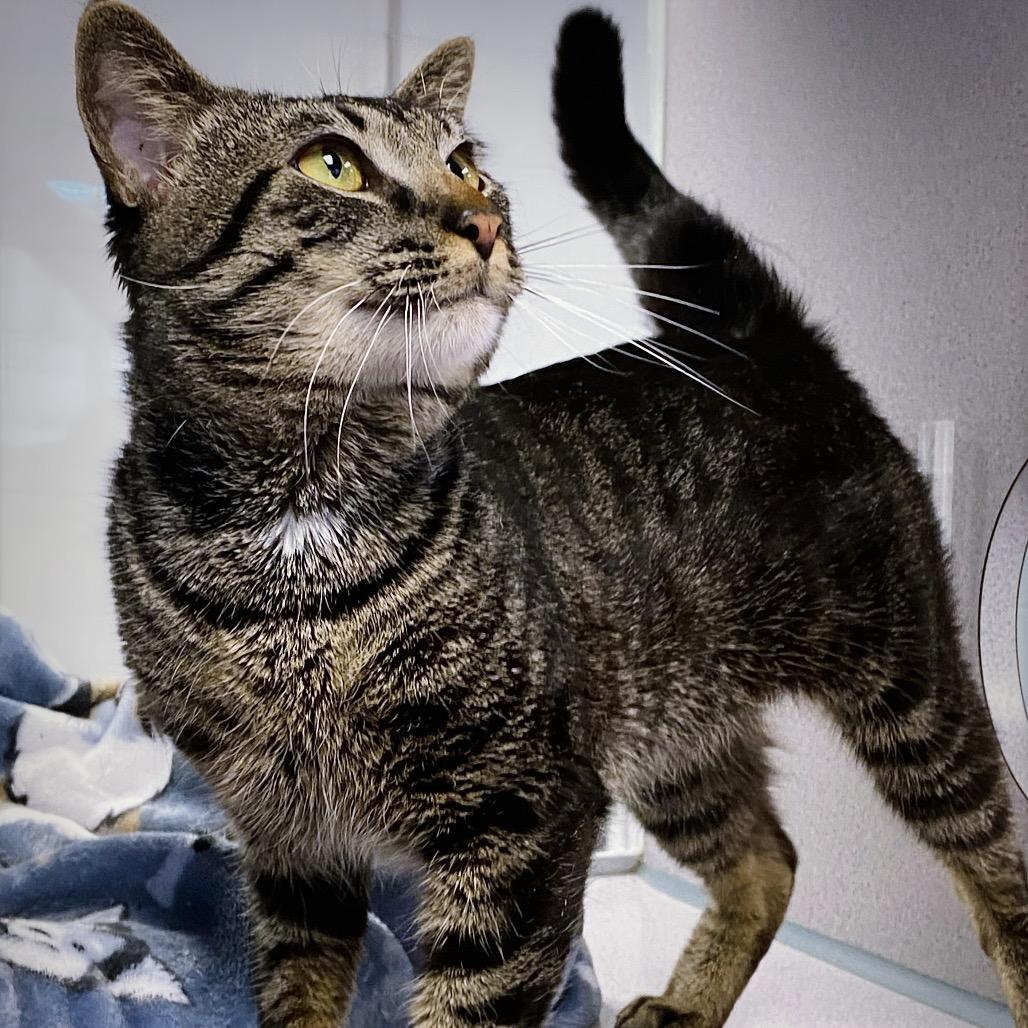 Theo, a Adoptable Domestic Short Hair in Huntsville, AL image 2/6