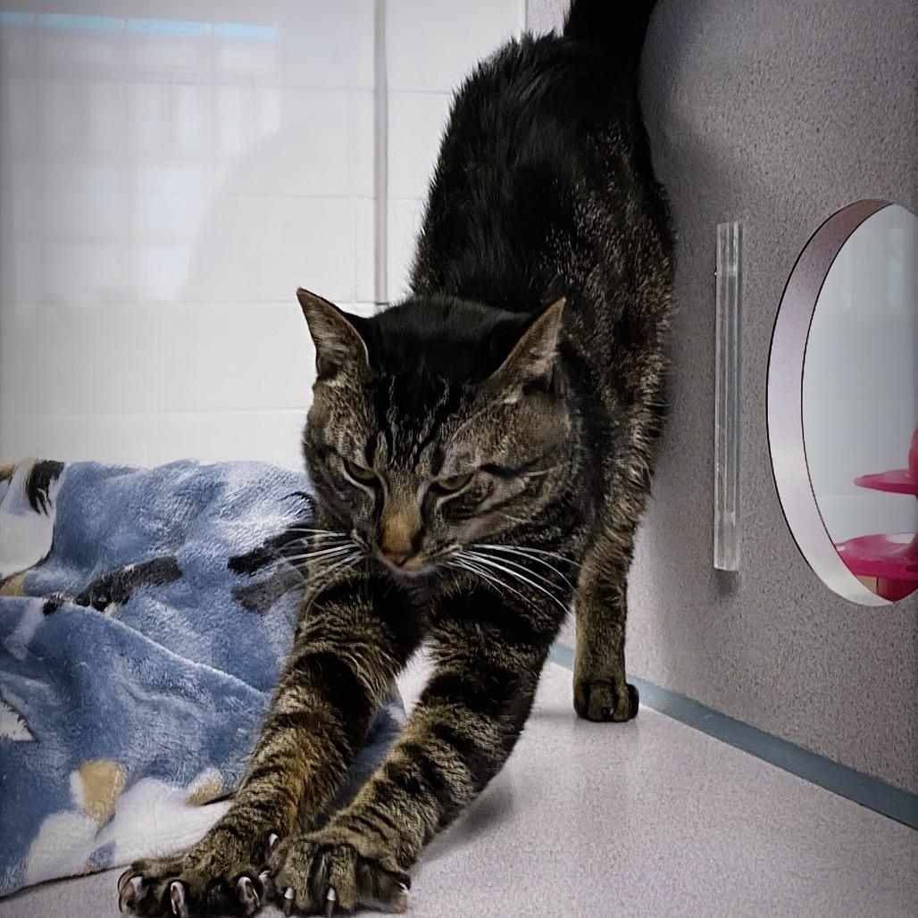 Theo, a Adoptable Domestic Short Hair in Huntsville, AL image 3/6