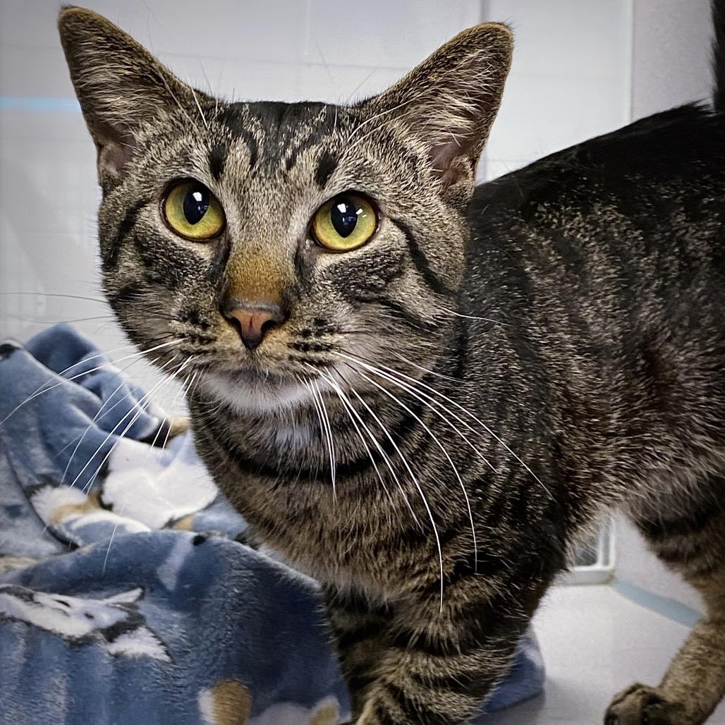 Theo, a Adoptable Domestic Short Hair in Huntsville, AL image 4/6