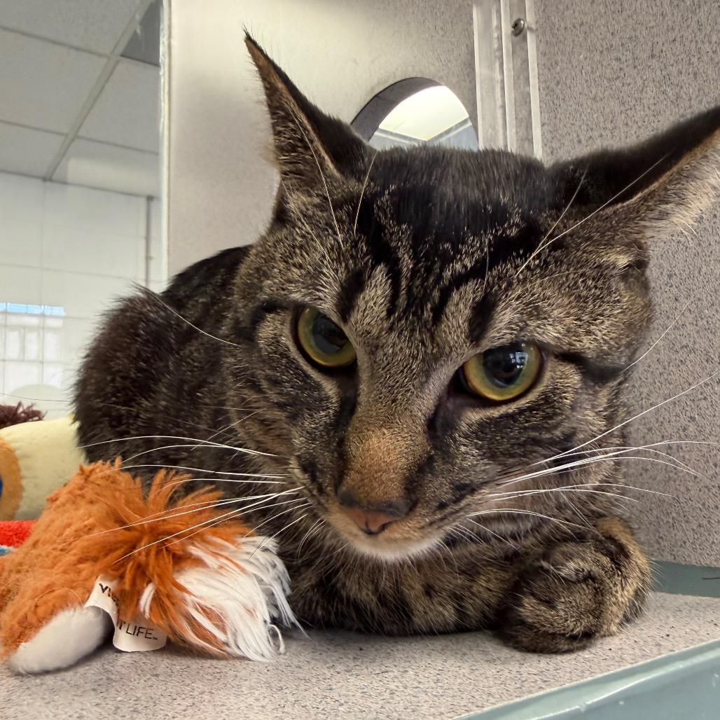 Theo, a Adoptable Domestic Short Hair in Huntsville, AL image 5/6