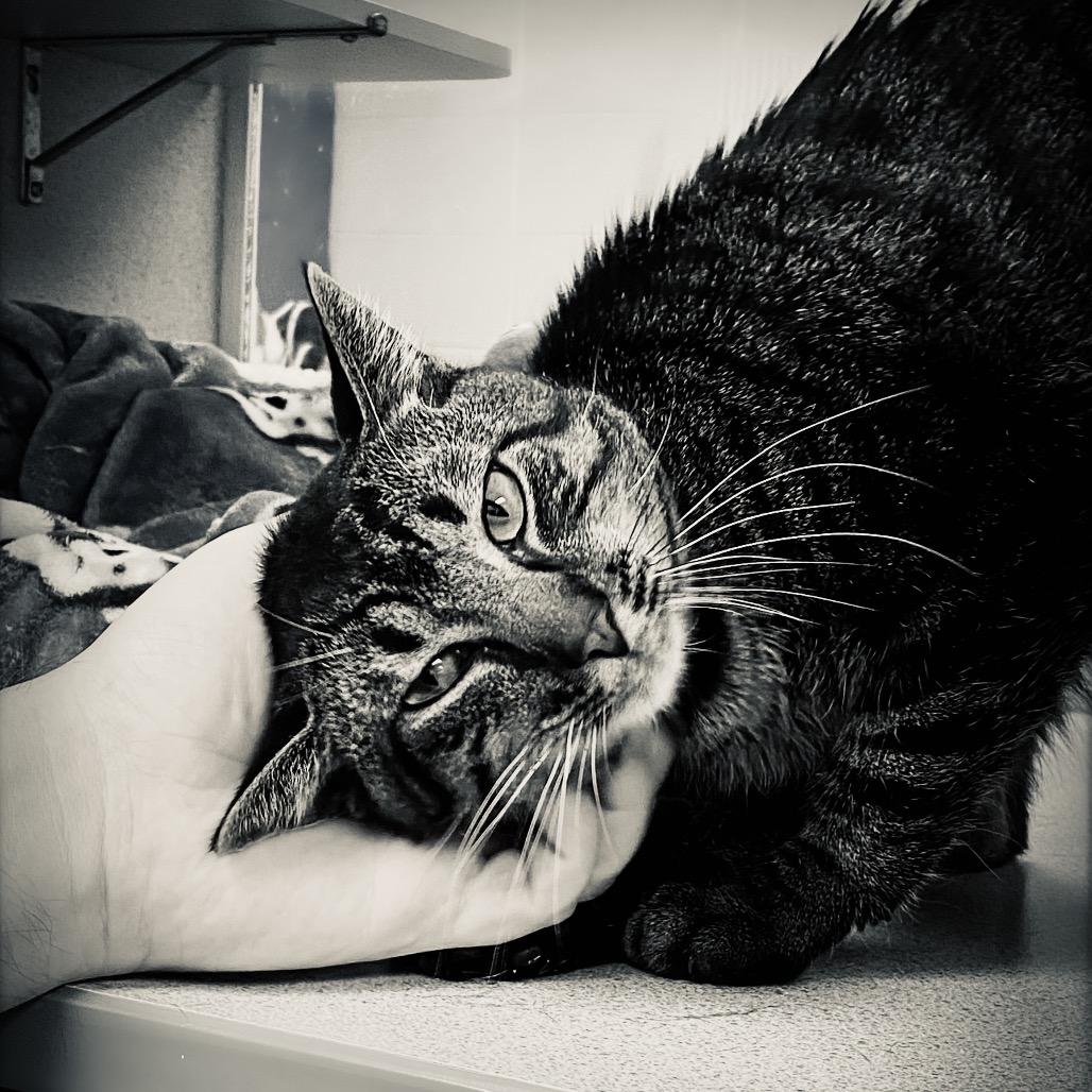 Theo, a Adoptable Domestic Short Hair in Huntsville, AL image 6/6