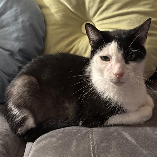 MAZE, Adoptable, Adult Male Domestic Short Hair.