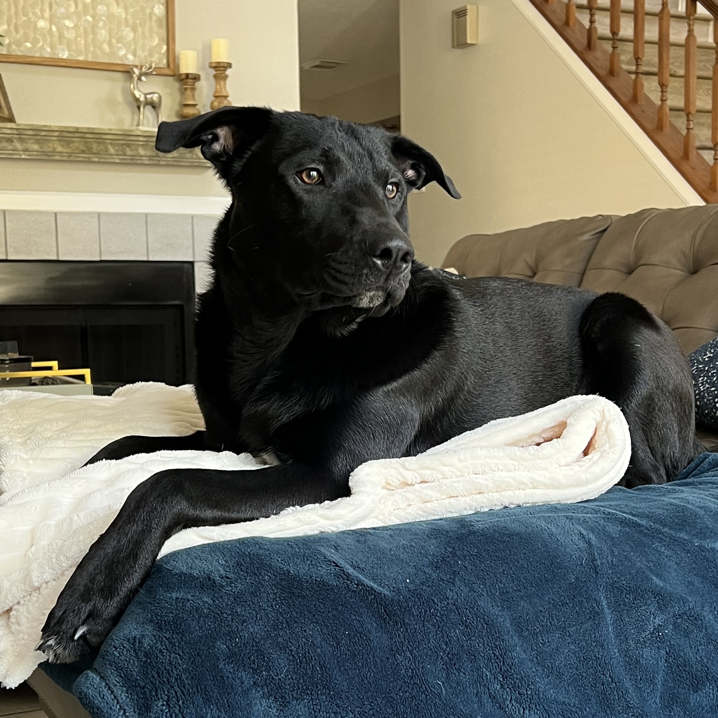 Little Bear, a Adoptable Labrador Retriever in Houston, TX image 3/6