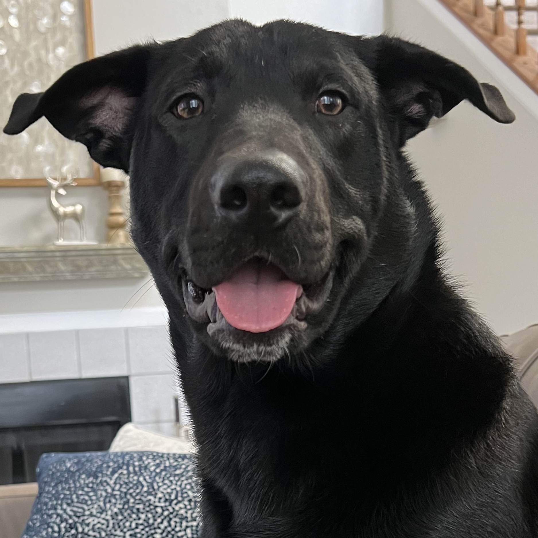 Little Bear, Adoptable, Young Male Labrador Retriever.