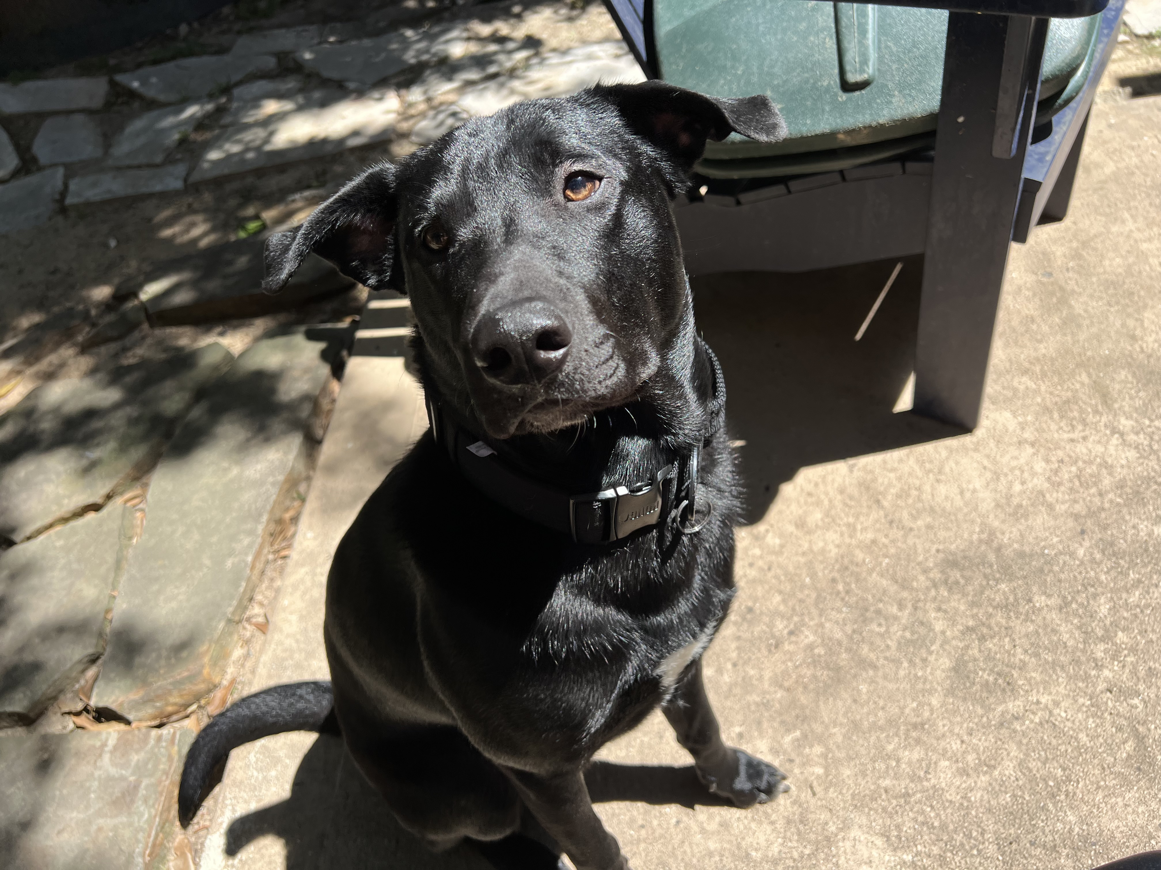 Little Bear, a Adoptable Labrador Retriever in Houston, TX image 2/6