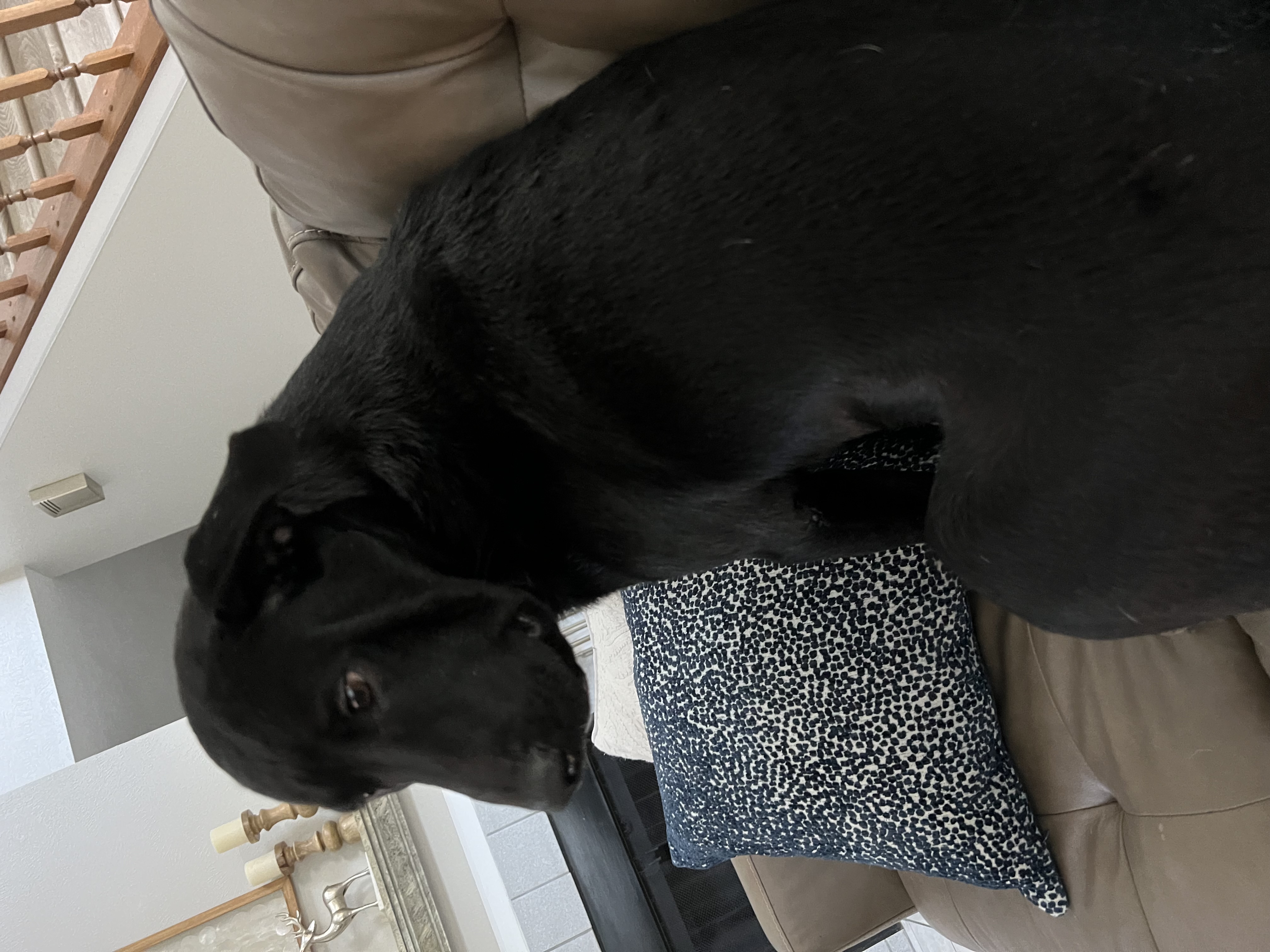 Little Bear, a Adoptable Labrador Retriever in Houston, TX image 4/6