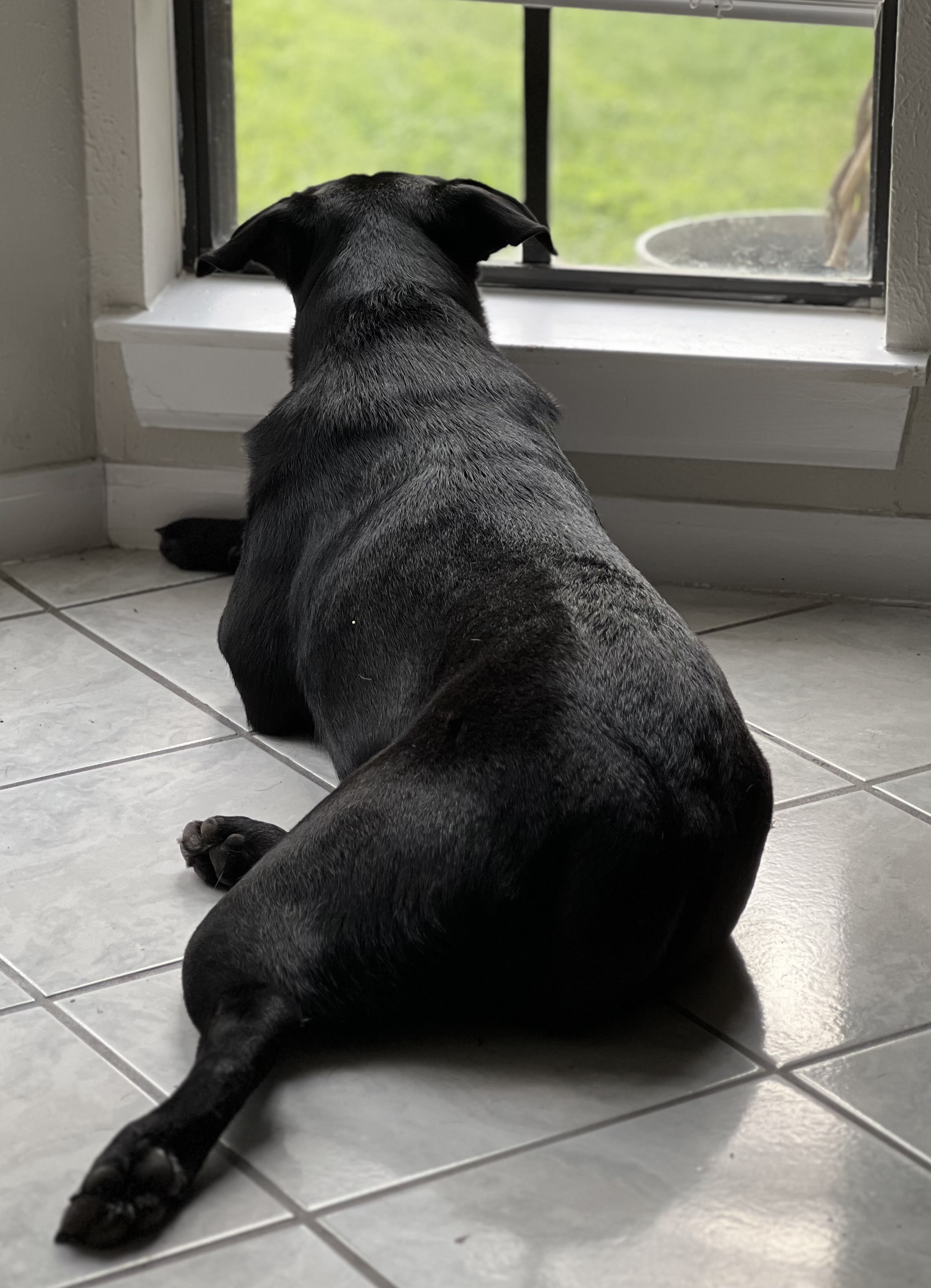 Little Bear, a Adoptable Labrador Retriever in Houston, TX image 5/6