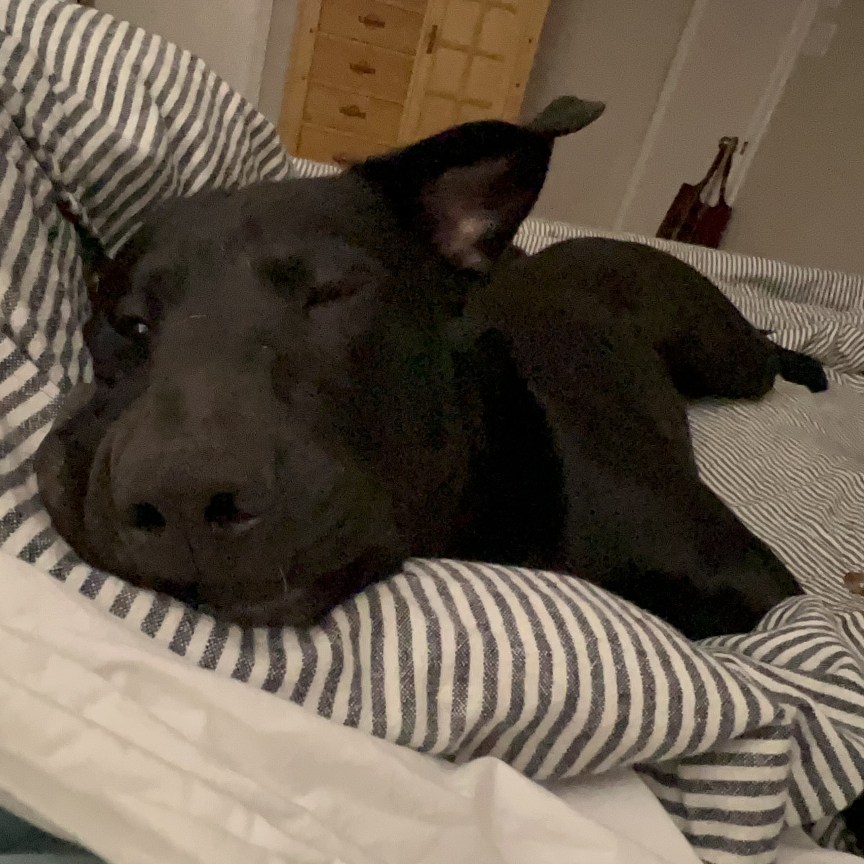 Little Bear, a Adoptable Labrador Retriever in Houston, TX image 6/6