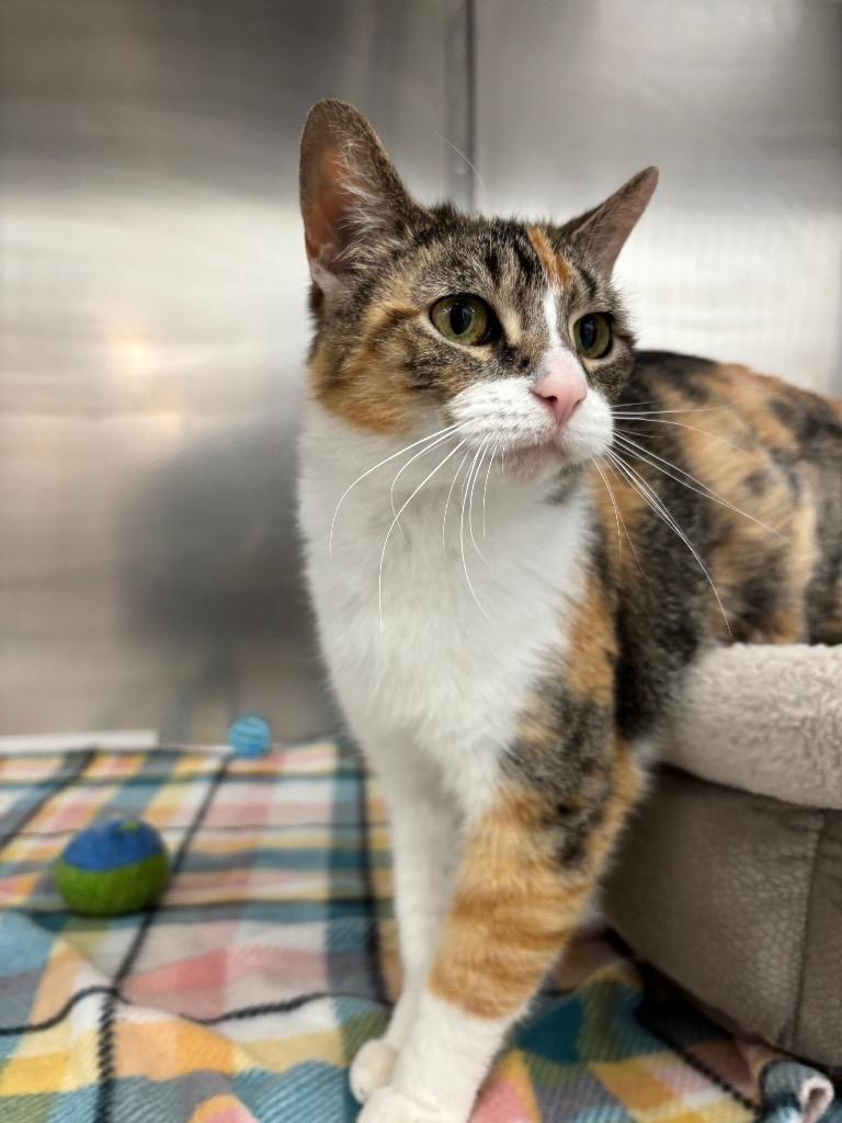 Dorito, Adoptable, Adult Female Domestic Short Hair.