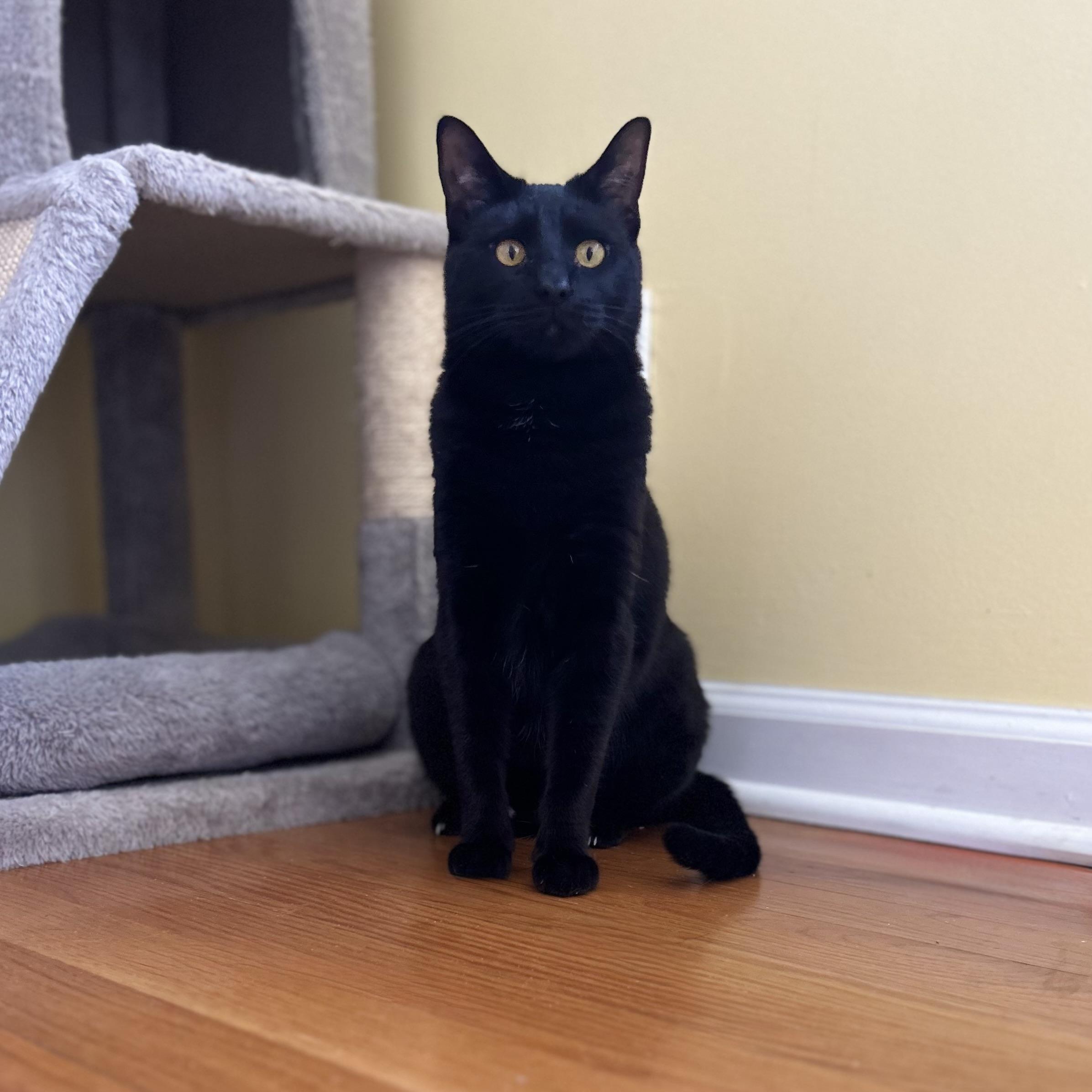 Enlarge Avon, a ADOPTABLE Domestic Short Hair in Norwalk, CT image 4/6