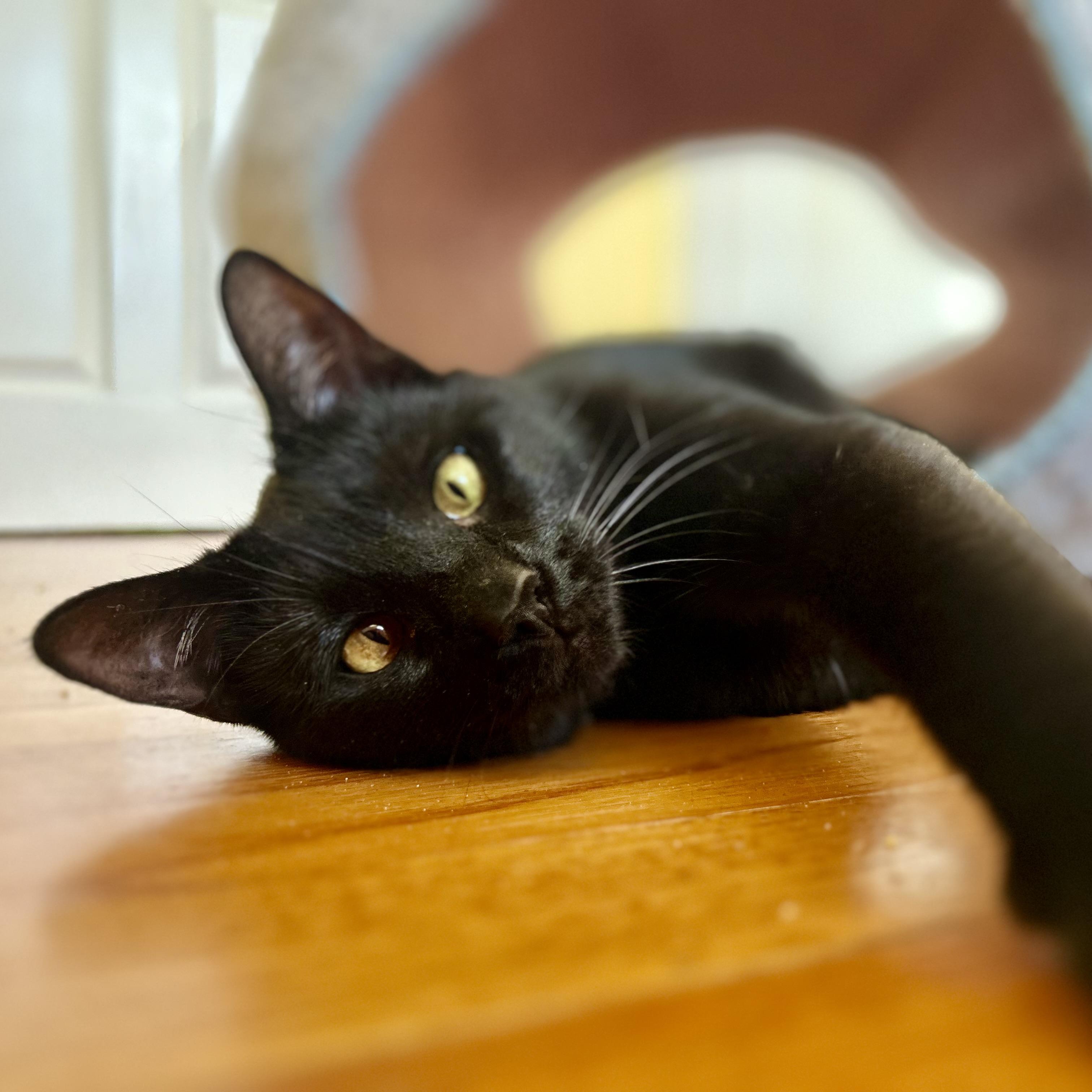 Enlarge Avon, a ADOPTABLE Domestic Short Hair in Norwalk, CT image 1/6