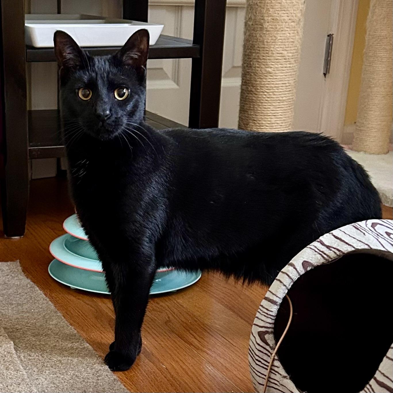 Enlarge Avon, a ADOPTABLE Domestic Short Hair in Norwalk, CT image 5/6