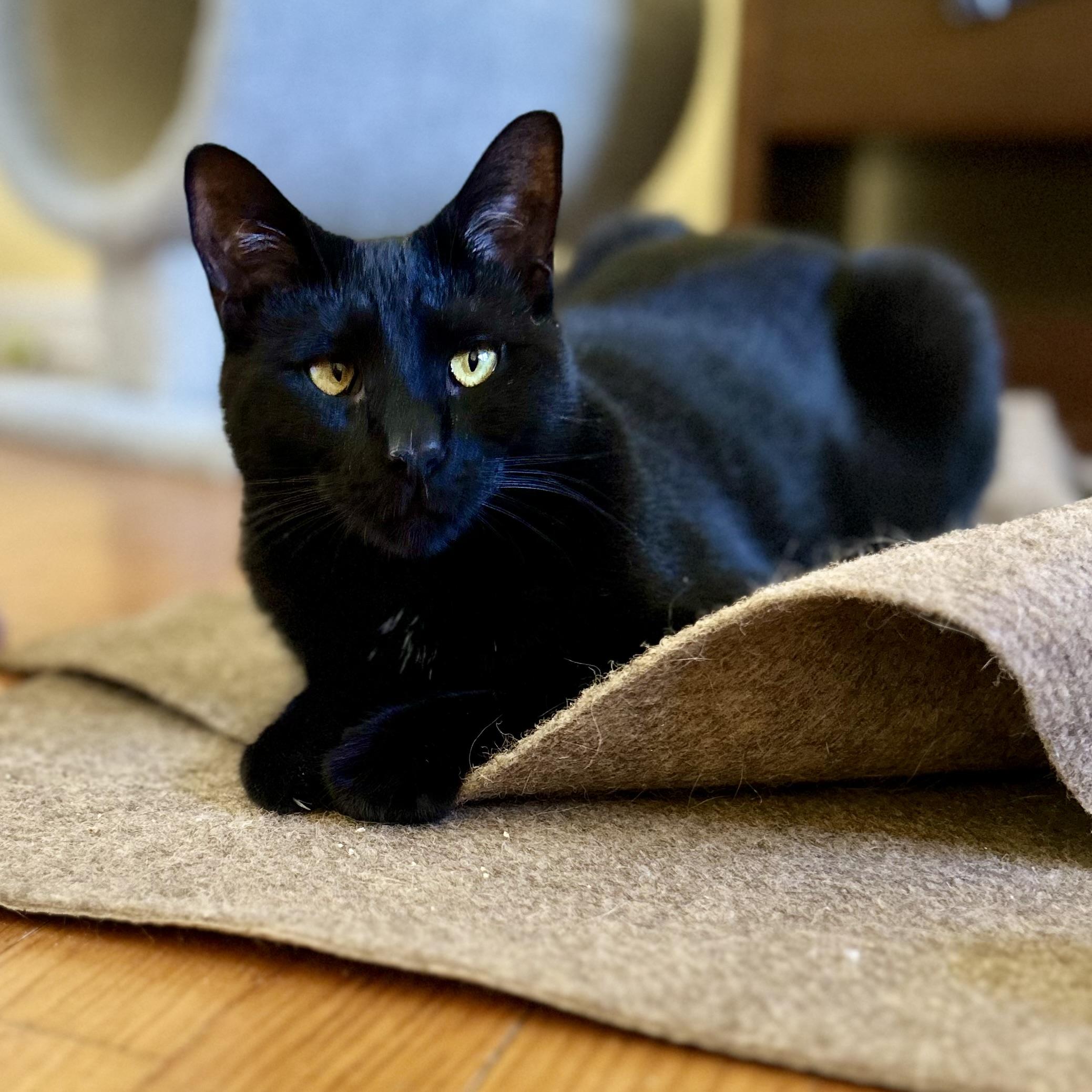 Enlarge Avon, a ADOPTABLE Domestic Short Hair in Norwalk, CT image 3/6