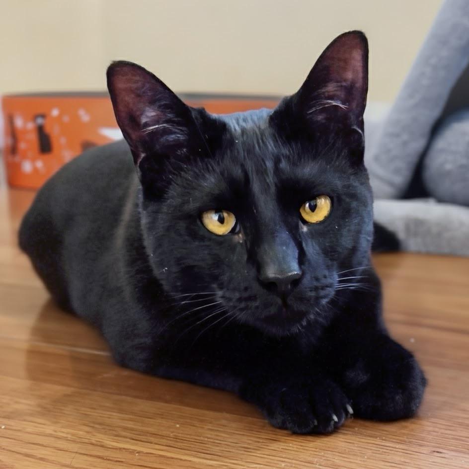 Enlarge Avon, a ADOPTABLE Domestic Short Hair in Norwalk, CT image 2/6