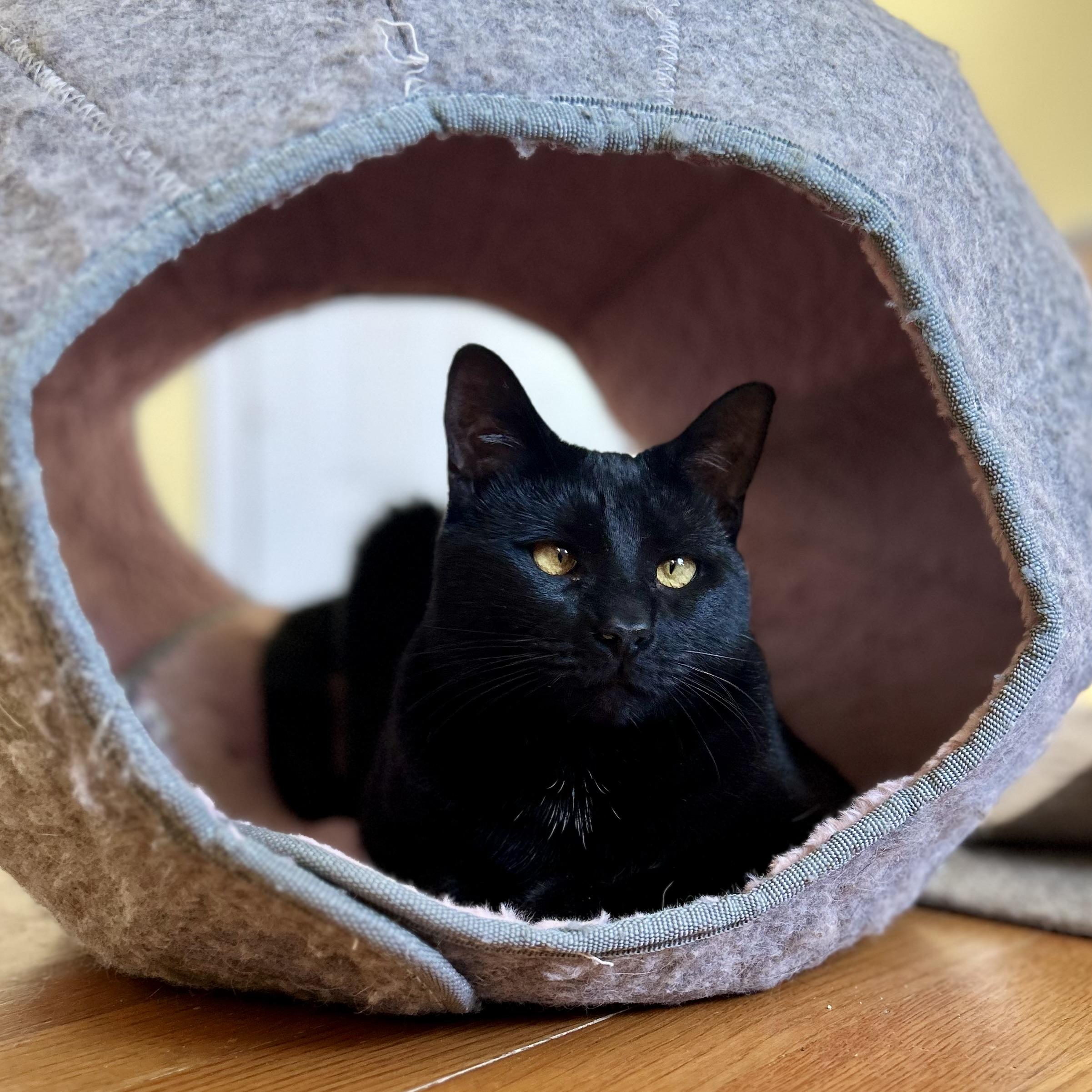 Enlarge Avon, a ADOPTABLE Domestic Short Hair in Norwalk, CT image 6/6