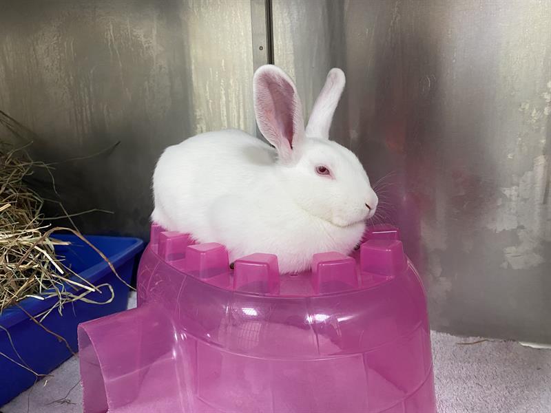 JAVA THE BEAN, Adoptable, Adult Male New Zealand.