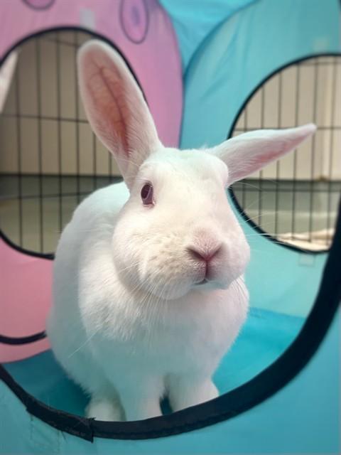 JAVA THE BEAN, Adoptable, Adult Male New Zealand.