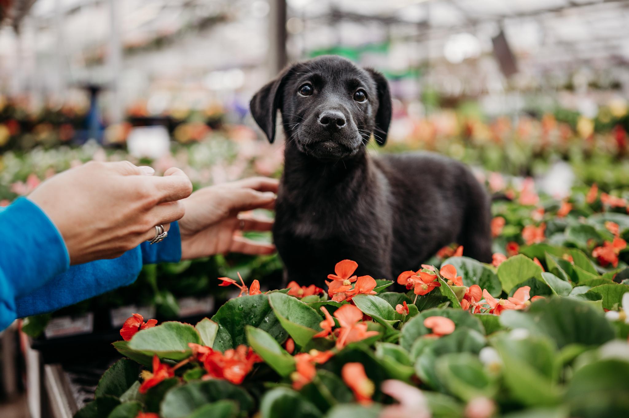 Enlarge Rhett, a ADOPTABLE mixed breed in Minneapolis, MN image 3/5