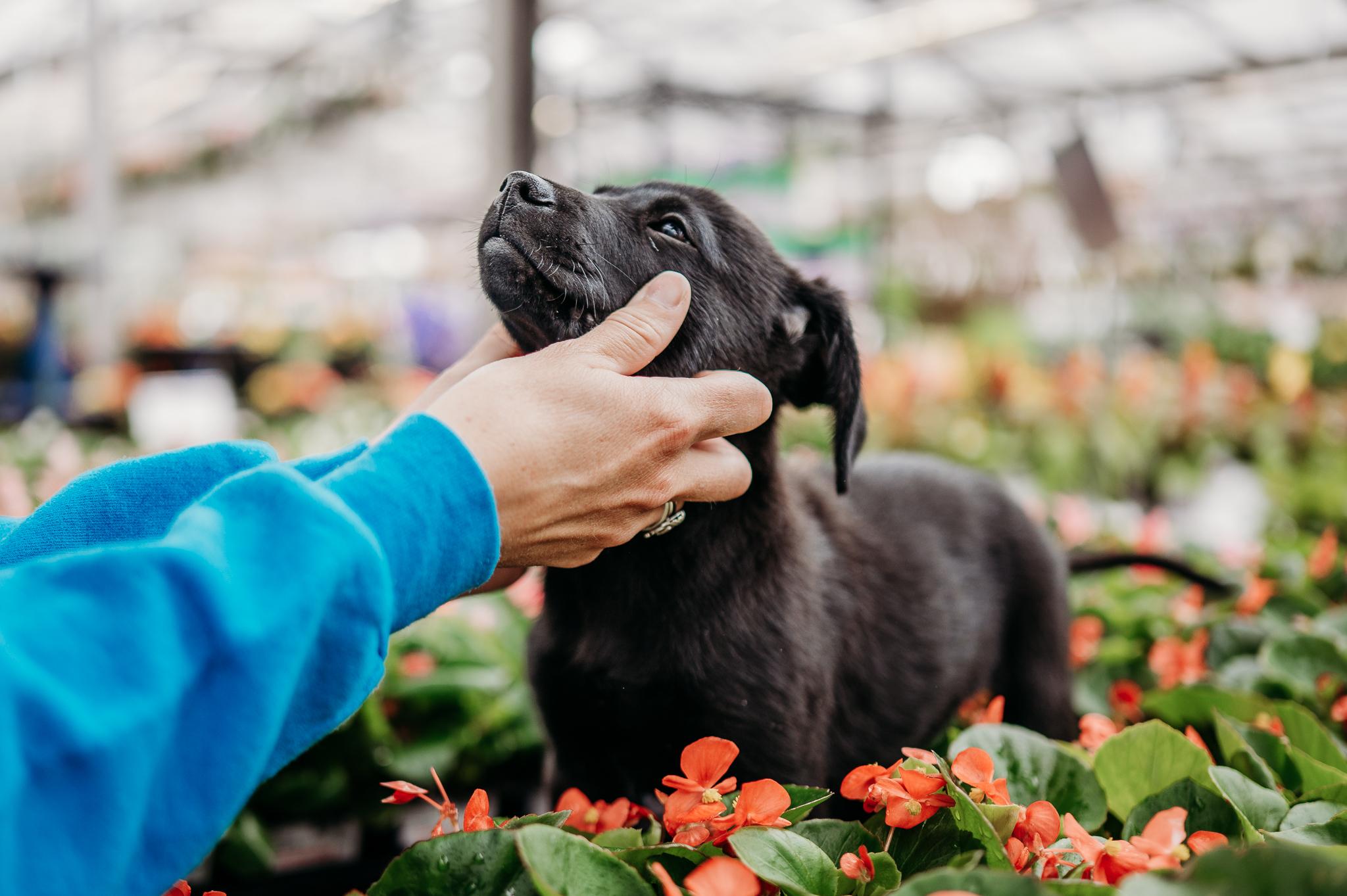 Enlarge Rhett, a ADOPTABLE mixed breed in Minneapolis, MN image 2/5