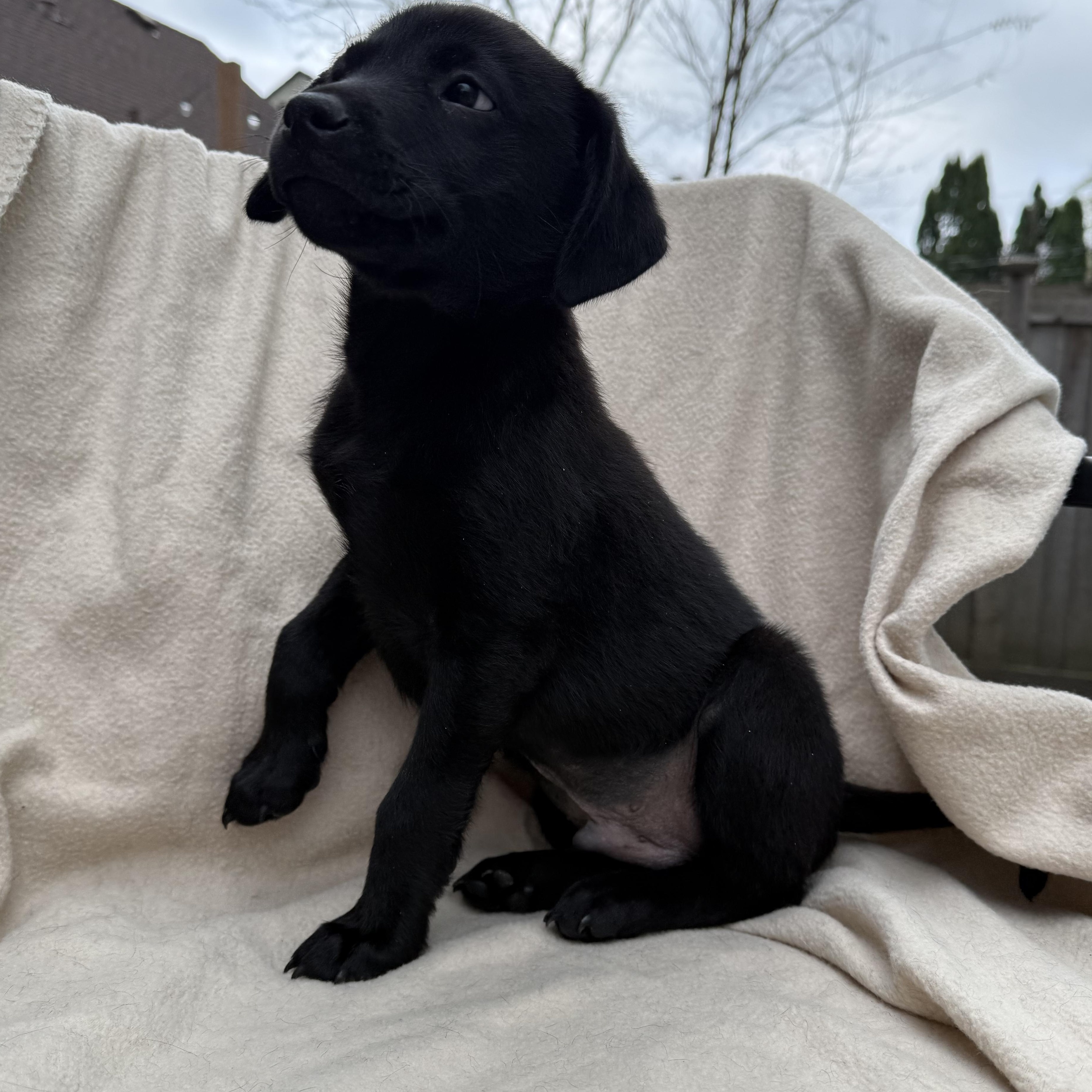 Enlarge Rhett, a ADOPTABLE mixed breed in Minneapolis, MN image 5/5