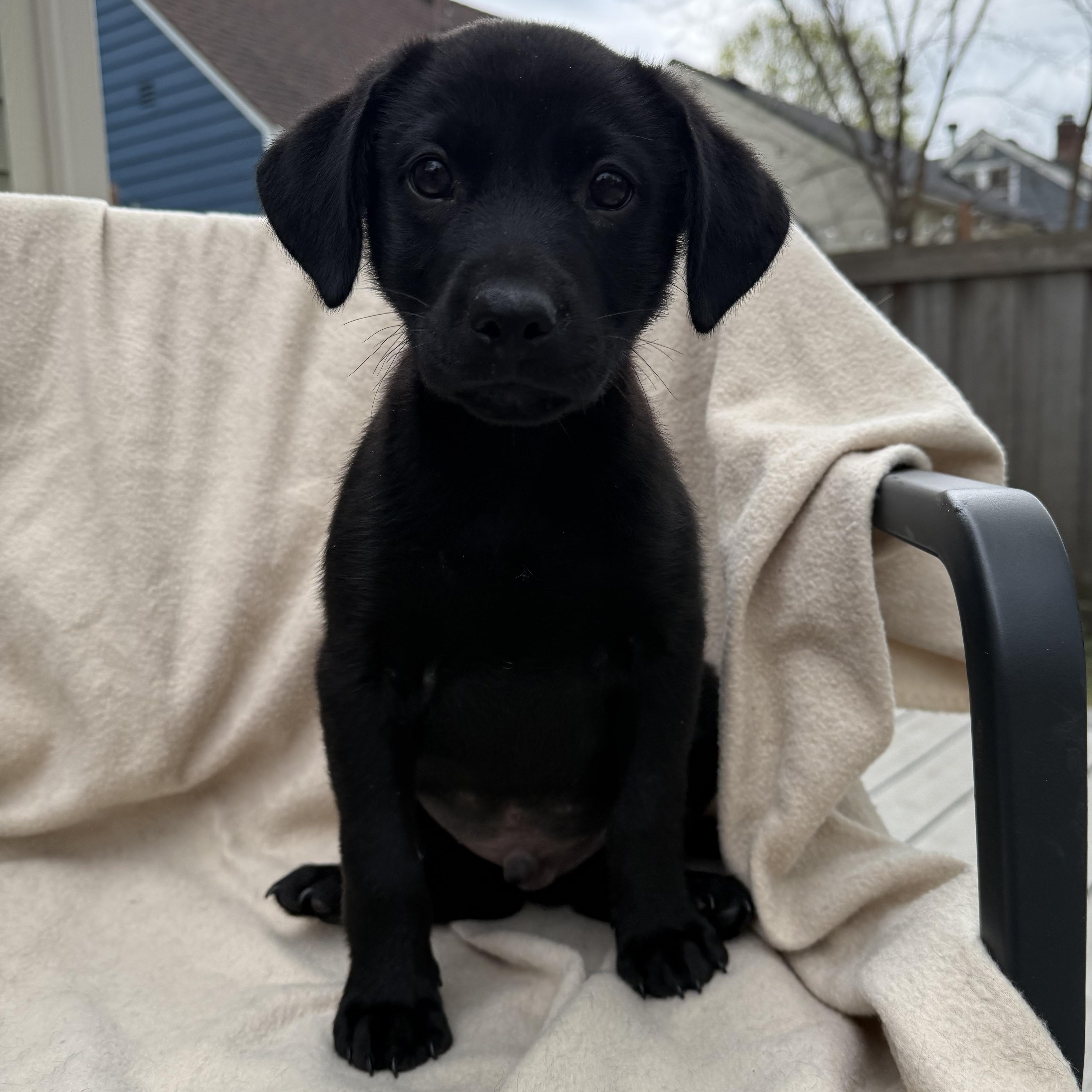 Enlarge Rhett, a ADOPTABLE mixed breed in Minneapolis, MN image 4/5