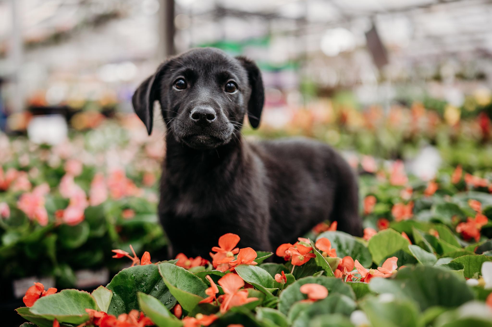 Rhett, ADOPTABLE, Puppy Male Retriever & Mixed Breed.