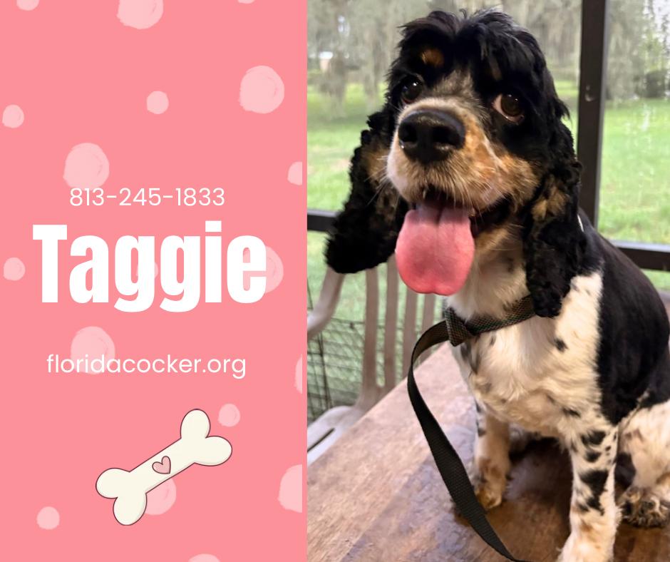 Taggie, adopted, Adult Female Cocker Spaniel.