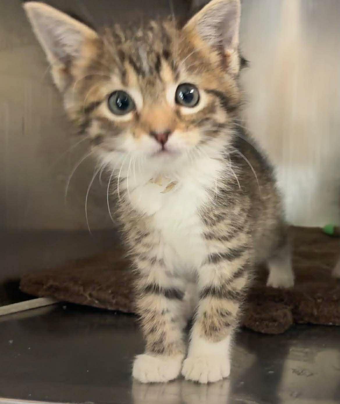 Cinder, Adoptable, Kitten Female Domestic Short Hair & Tabby.