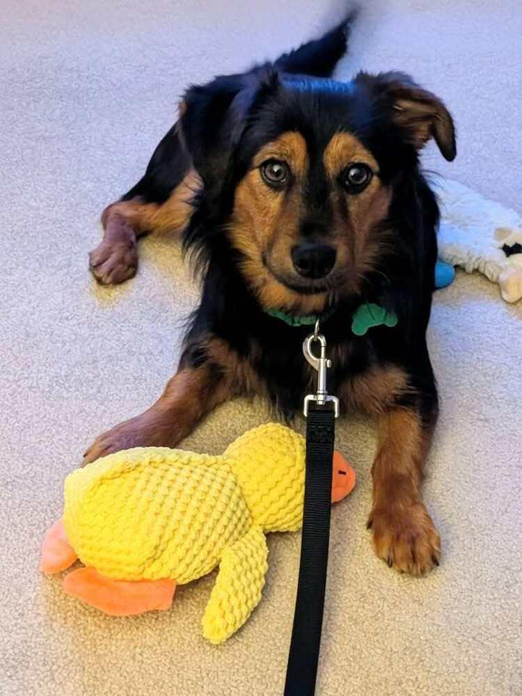 Fried Green Tomatoes, Adoptable, Adult Male Mixed Breed.