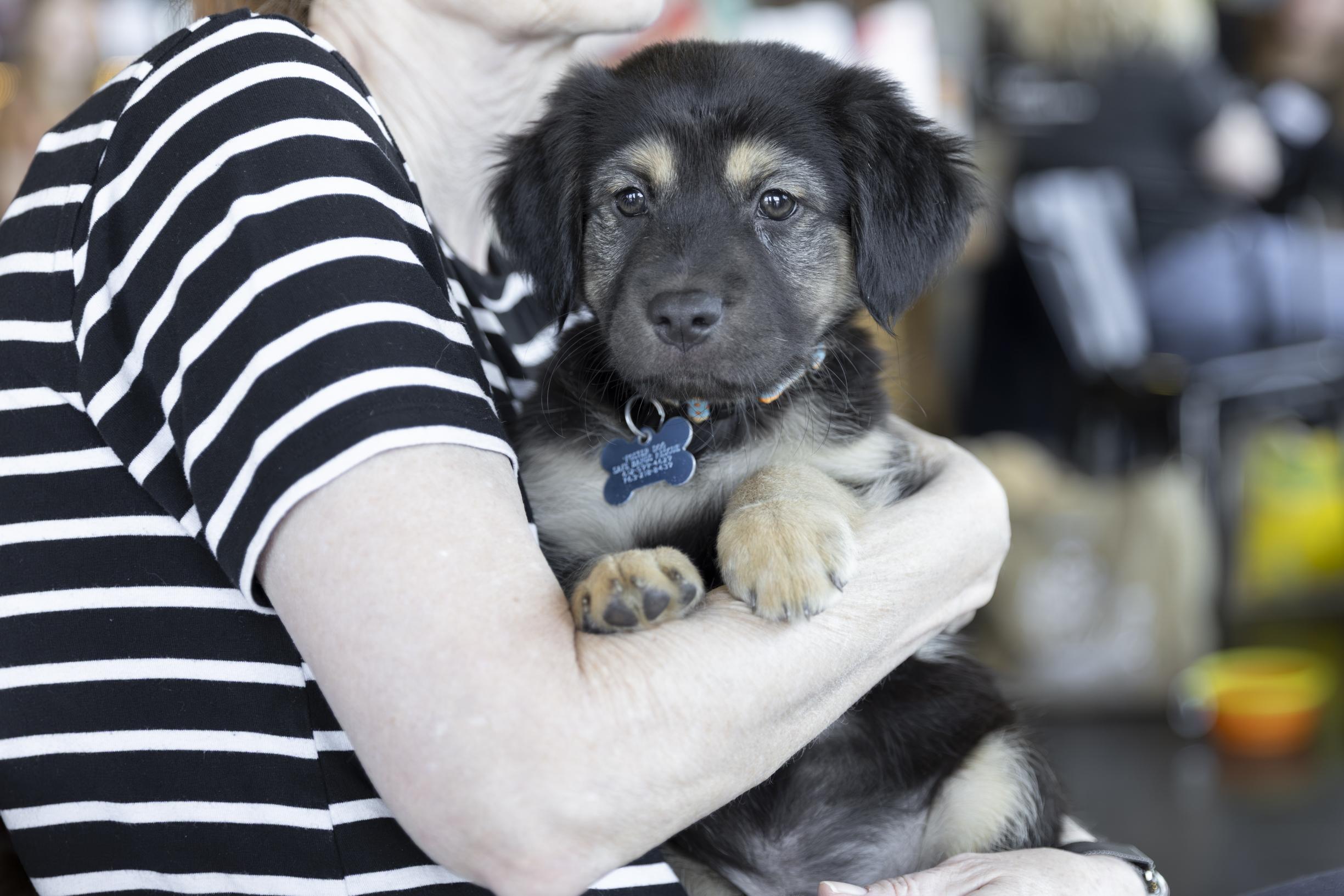 Enlarge Caleb, a ADOPTABLE mixed breed in Minneapolis, MN image 2/6