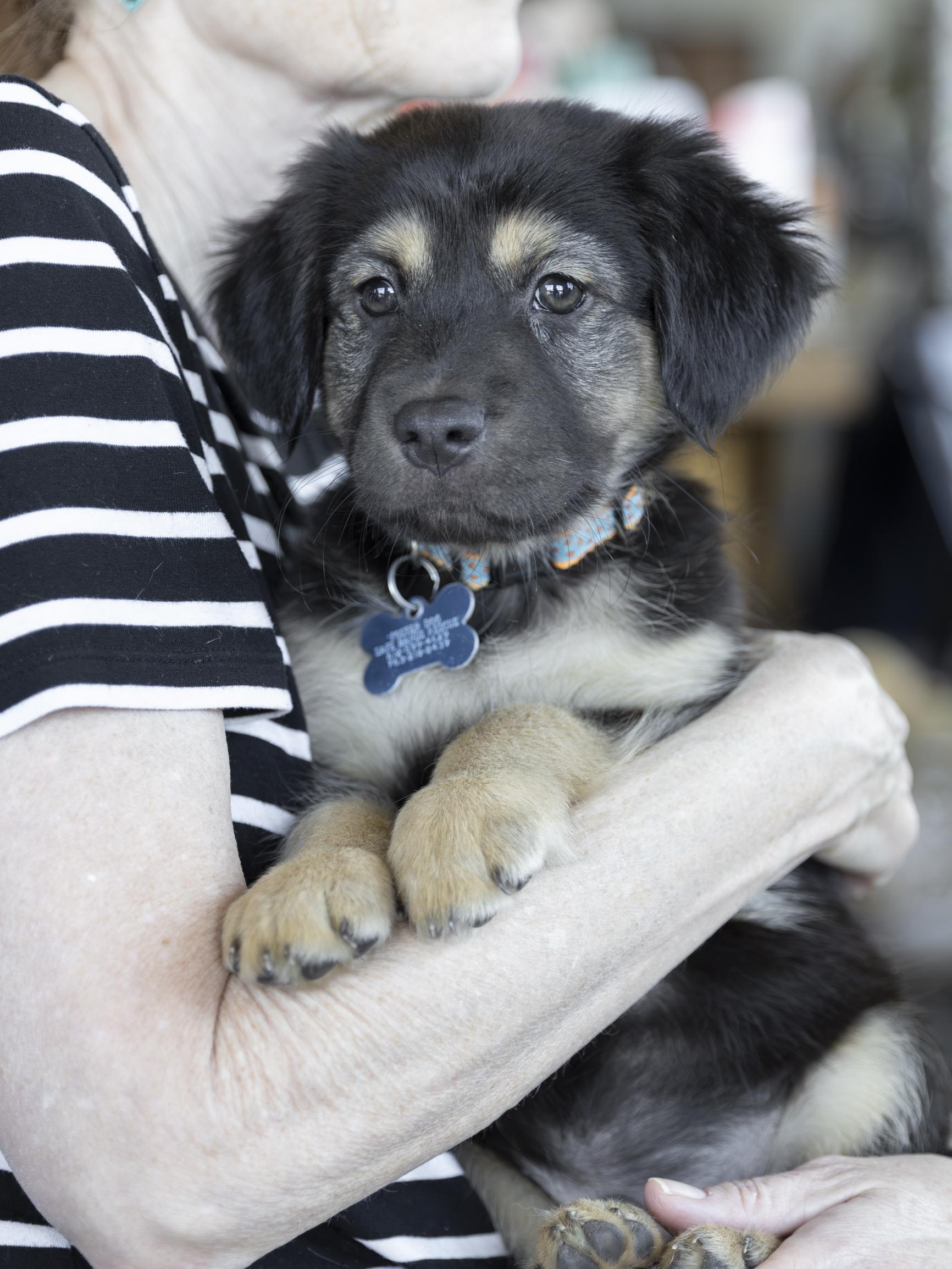 Enlarge Caleb, a ADOPTABLE mixed breed in Minneapolis, MN image 1/6