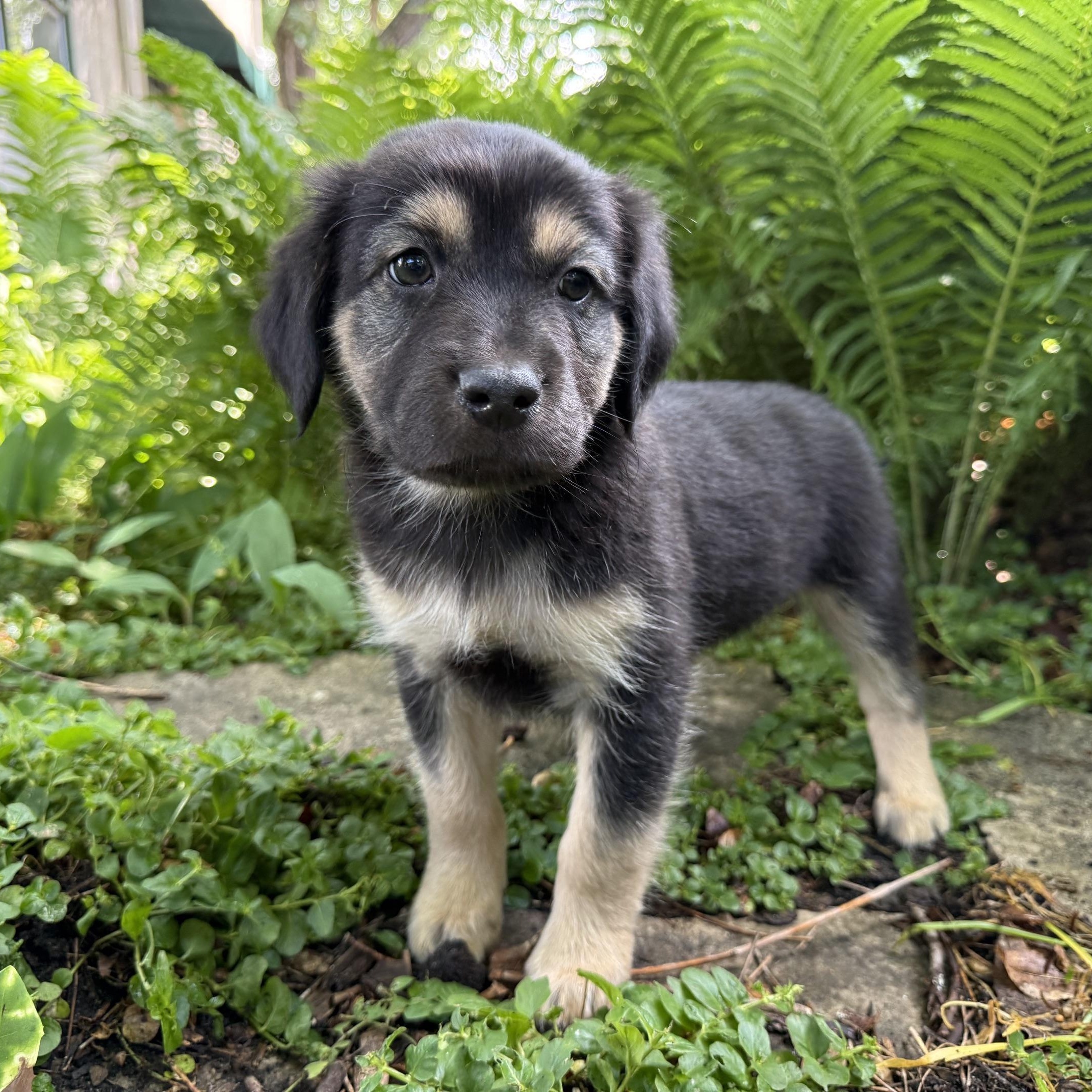 Enlarge Caleb, a ADOPTABLE mixed breed in Minneapolis, MN image 4/6