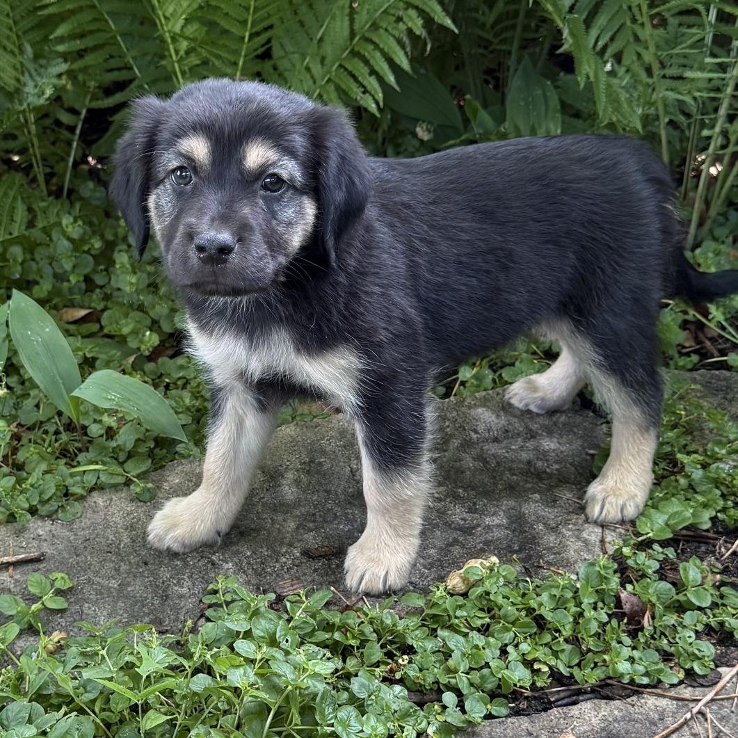 Enlarge Caleb, a ADOPTABLE mixed breed in Minneapolis, MN image 6/6
