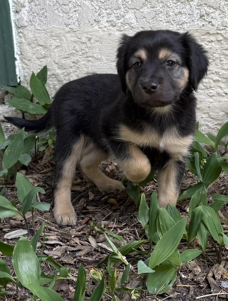 Enlarge Caleb, a ADOPTABLE mixed breed in Minneapolis, MN image 3/6