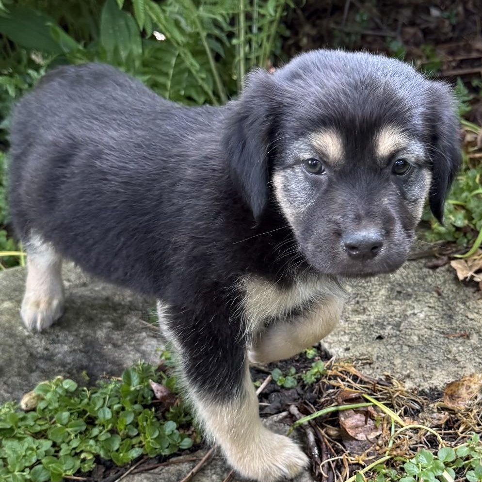 Enlarge Caleb, a ADOPTABLE mixed breed in Minneapolis, MN image 5/6