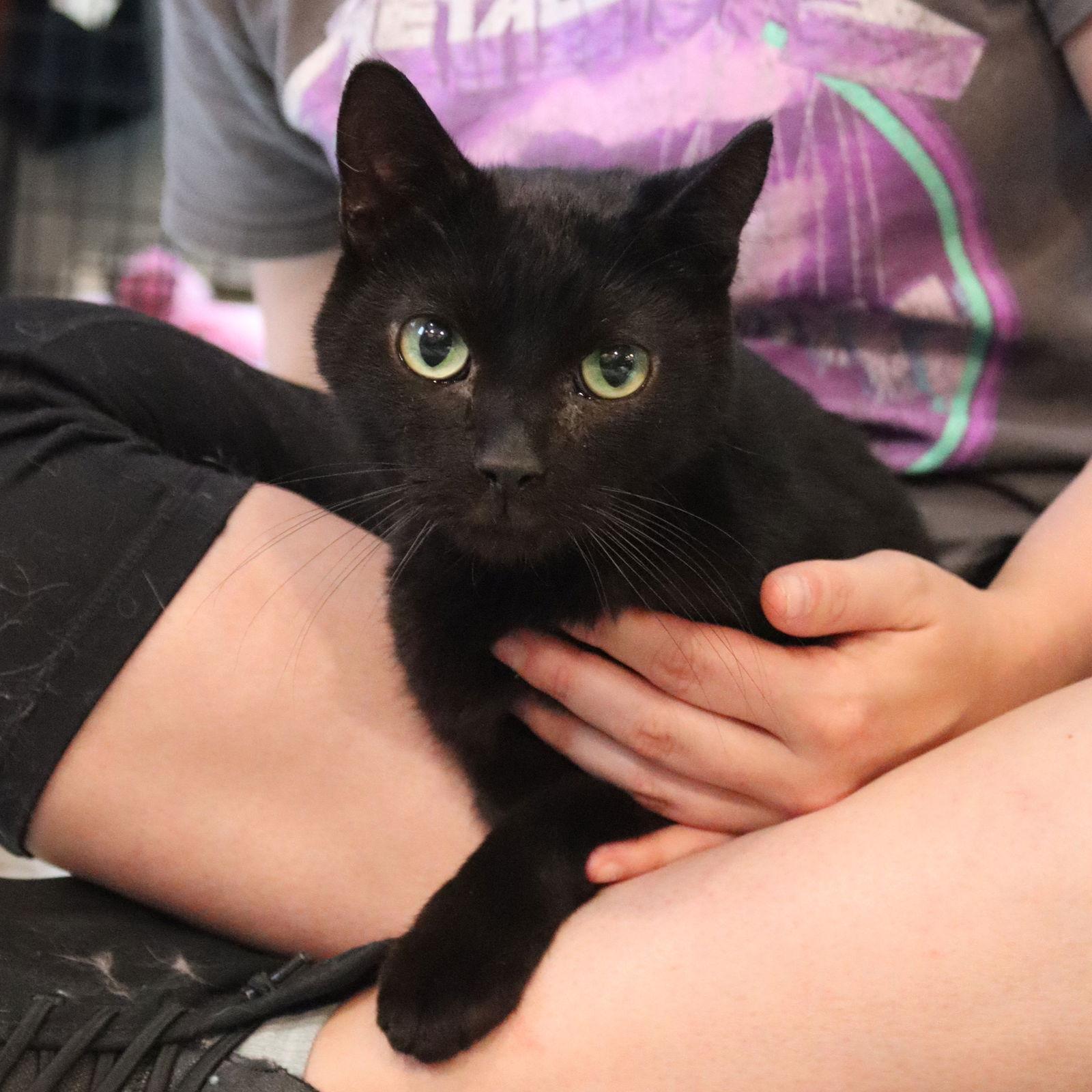 Raven ⭐️, Adoptable, Adult Male Domestic Short Hair.