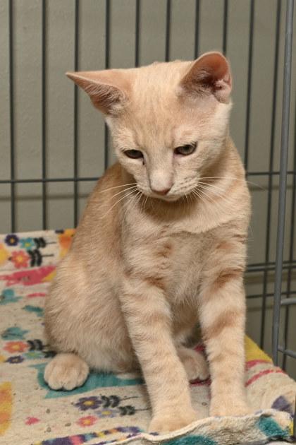 Dewey, Adoptable, Young Male Domestic Short Hair & Domestic Short Hair.