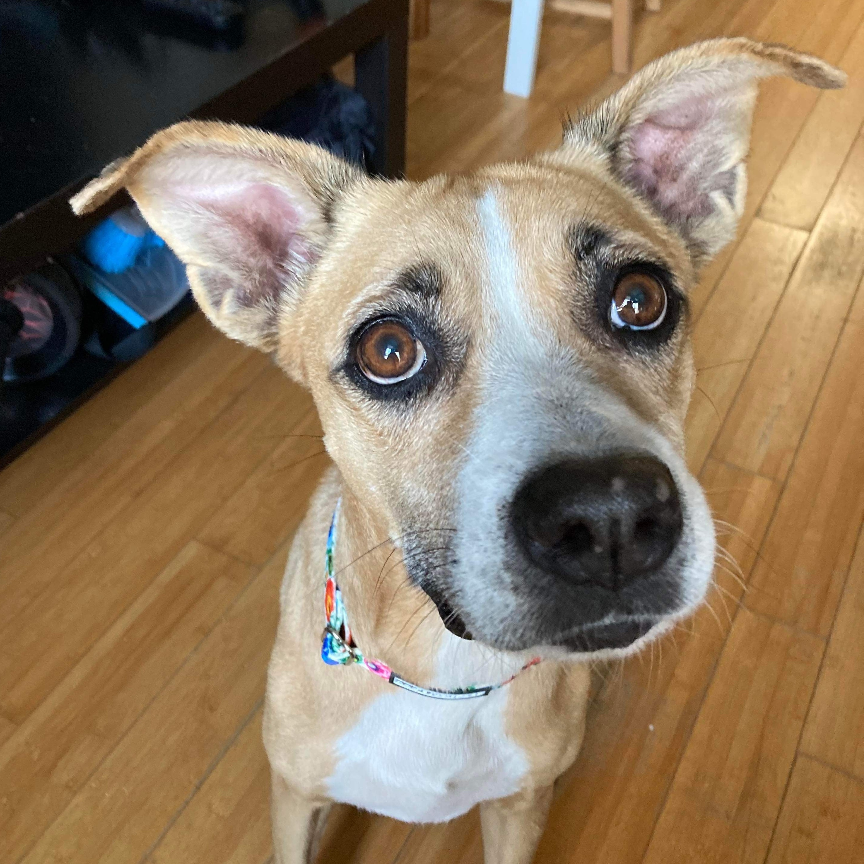 Mocha — thumbnail 5