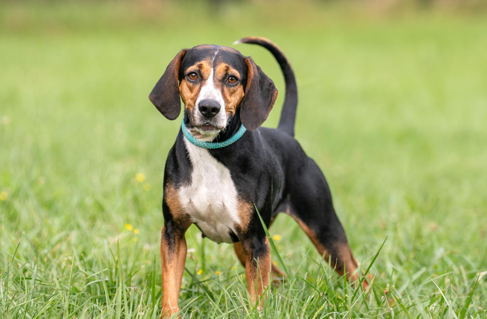 Raisin, a Adoptable mixed breed in Louisa, VA image 2/4