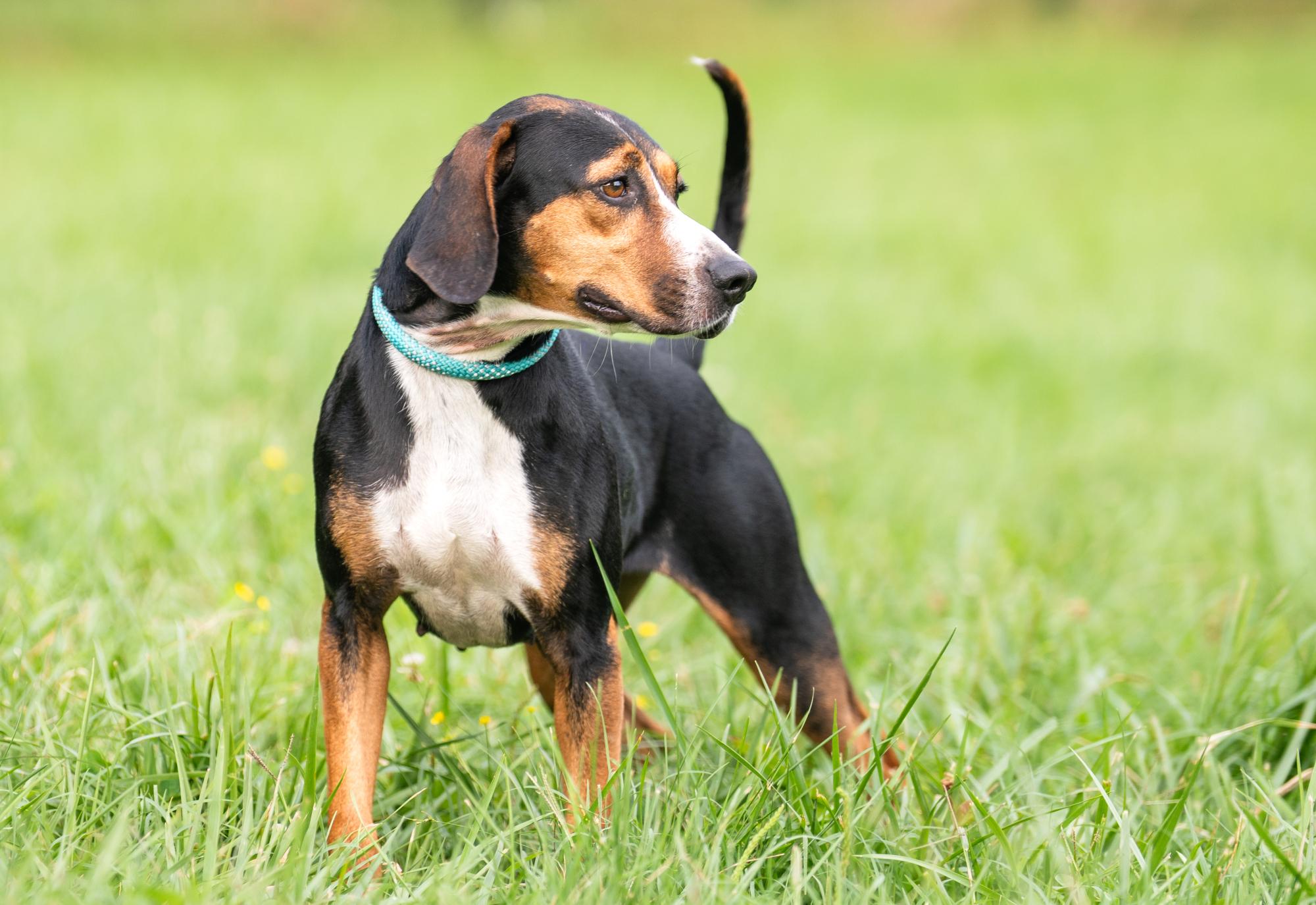 Raisin, a Adoptable mixed breed in Louisa, VA image 4/4