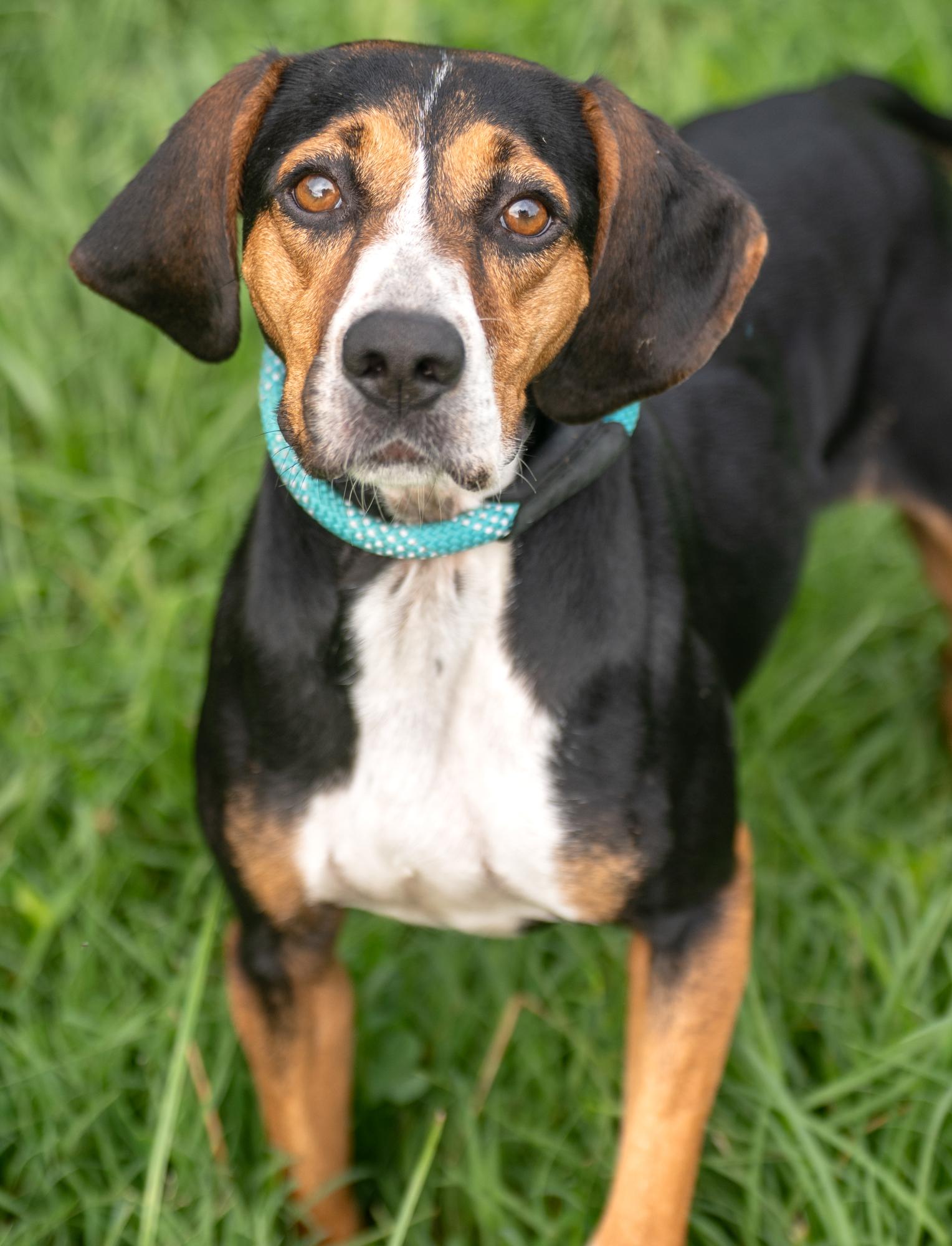 Raisin, a Adoptable mixed breed in Louisa, VA image 1/4