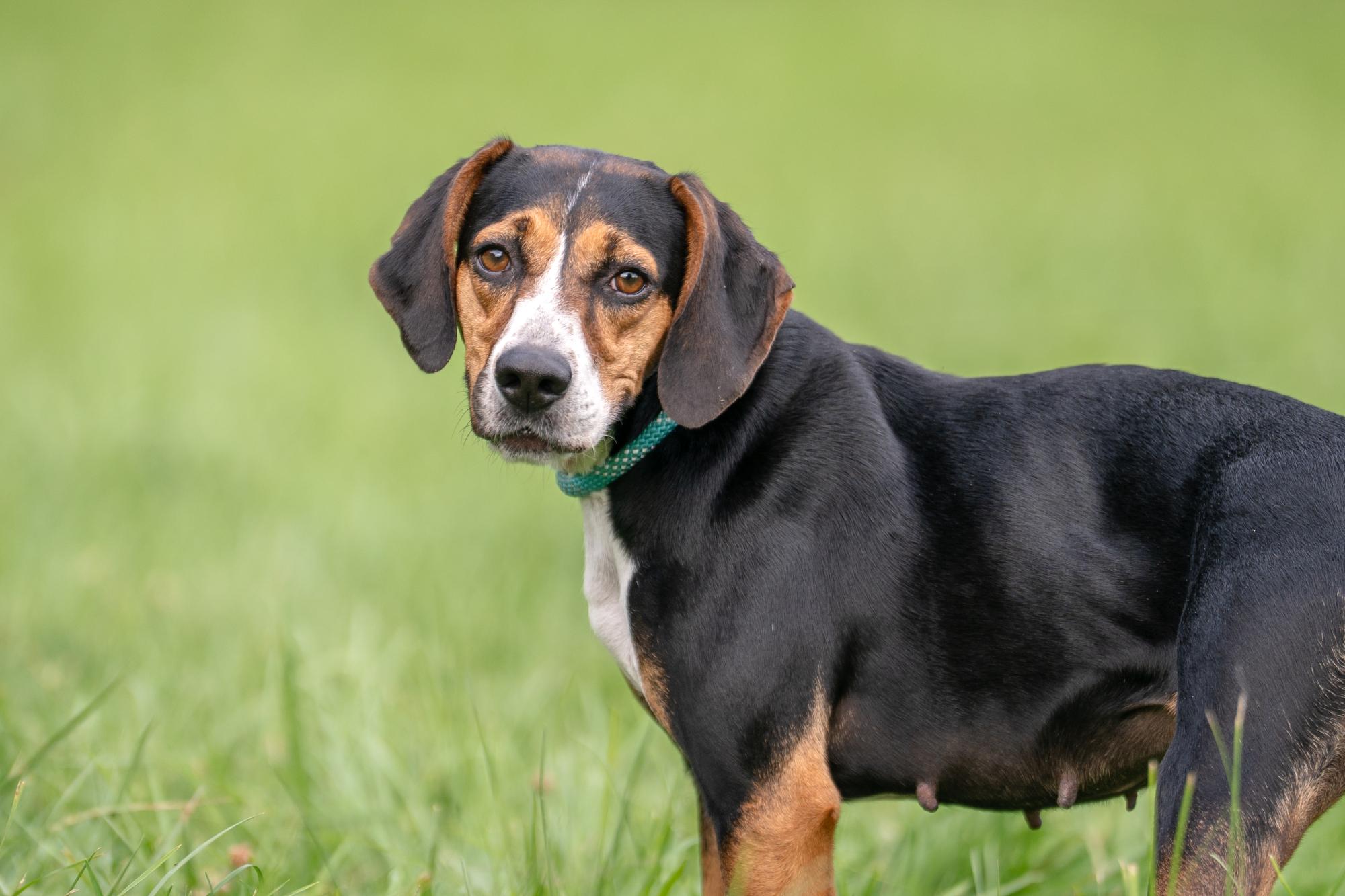Raisin, a Adoptable mixed breed in Louisa, VA image 3/4