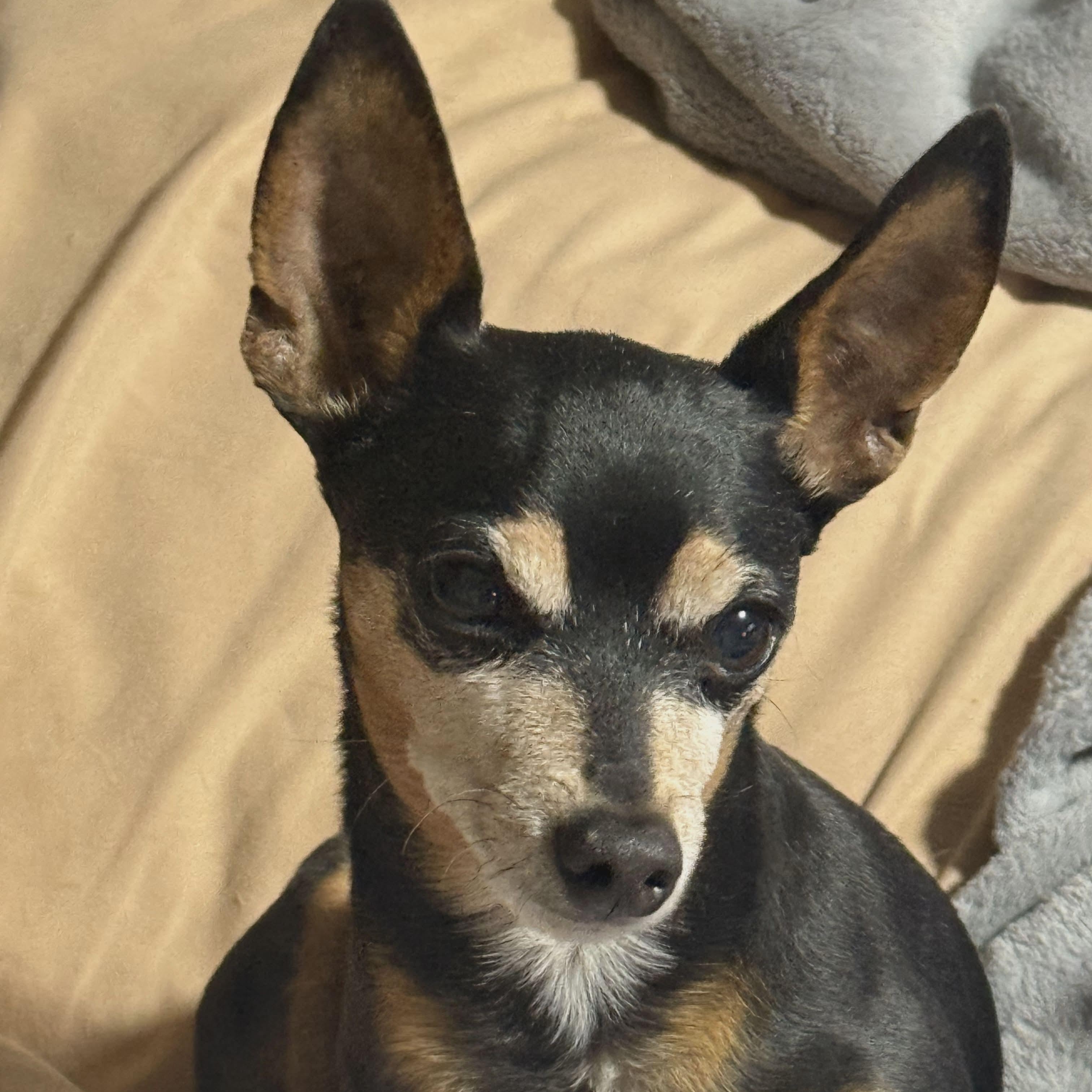 DOBIE , ADOPTABLE, Adult Male Chihuahua & Miniature Pinscher.