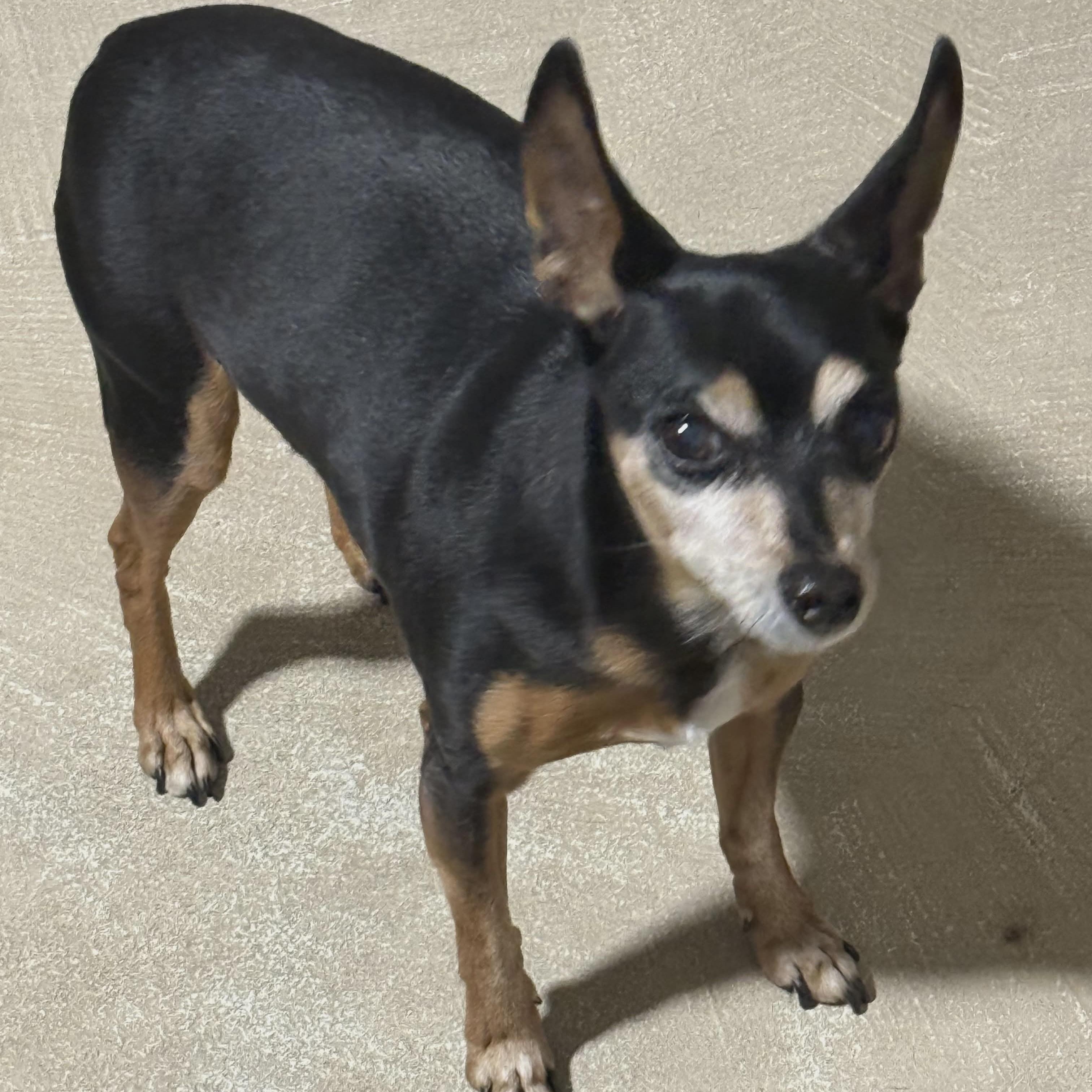 Enlarge DOBIE , a ADOPTABLE mixed breed in Marana, AZ image 4/4
